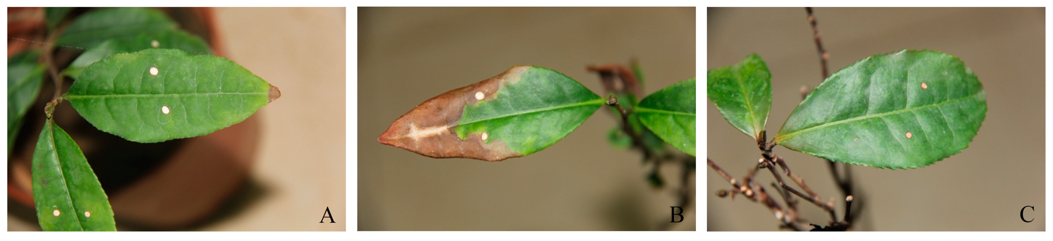 Fermentation 09 00966 g002