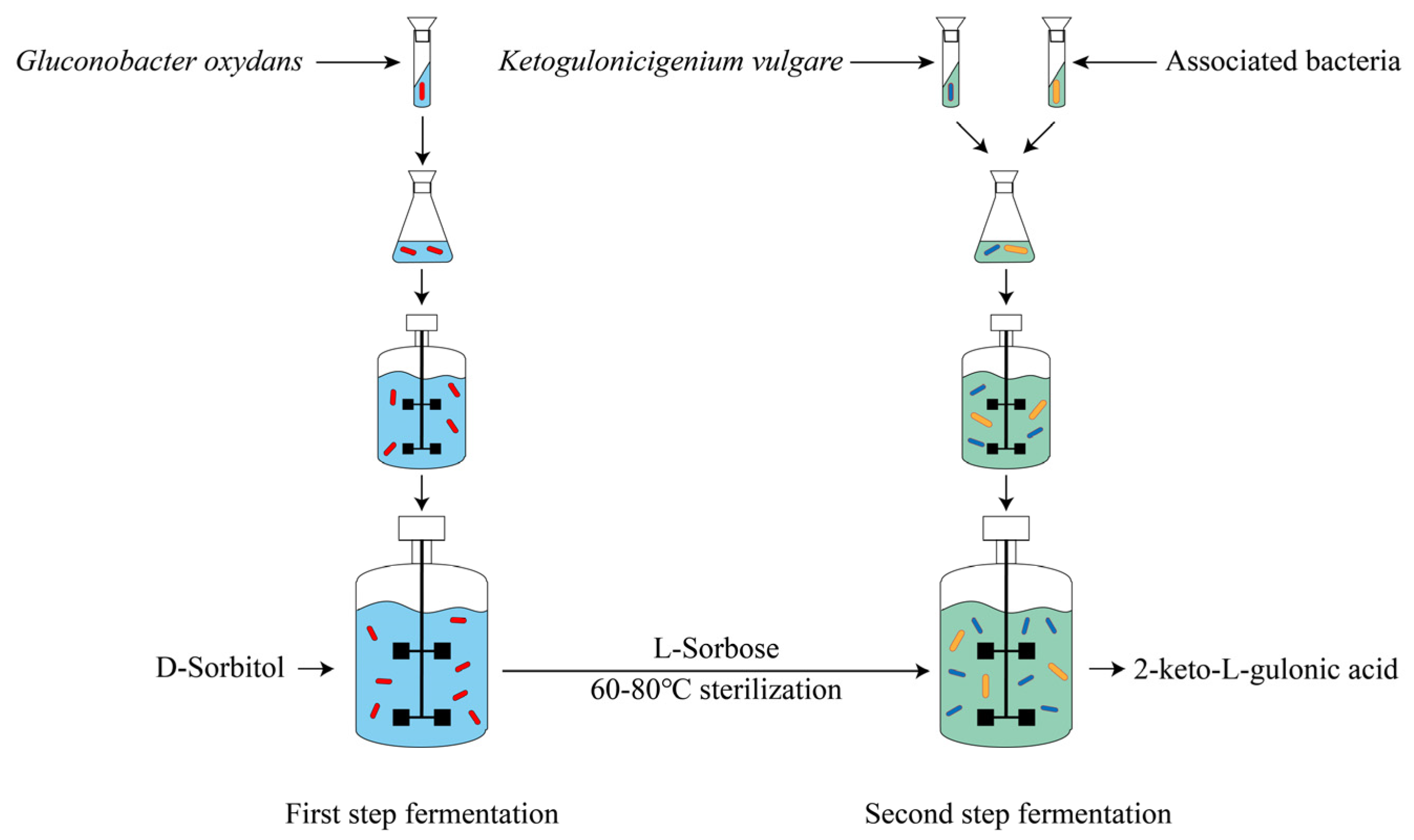 Symbiosis Mechanism of Associated Bacteria on 2-keto-L