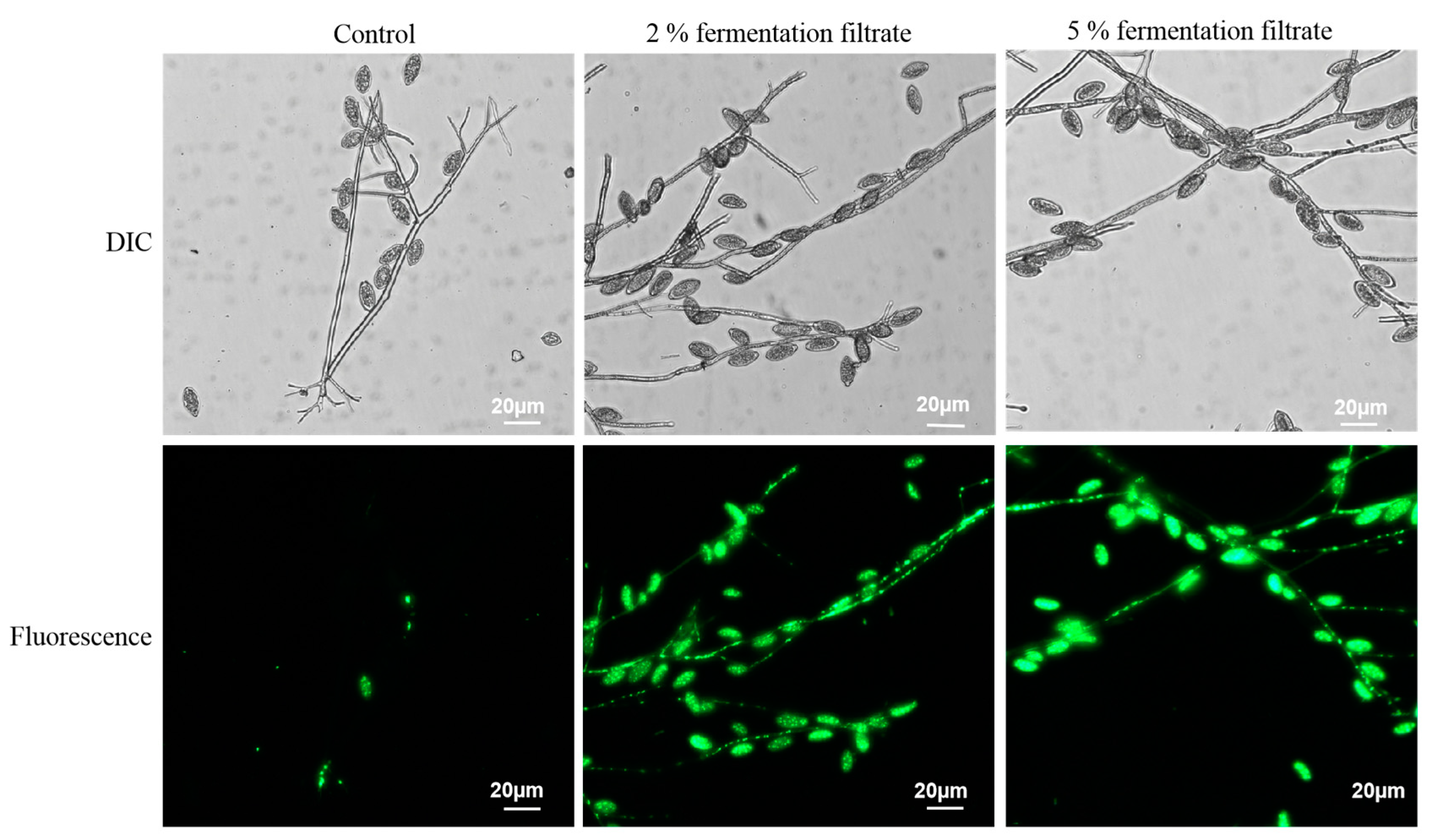 Fermentation 09 01011 g004