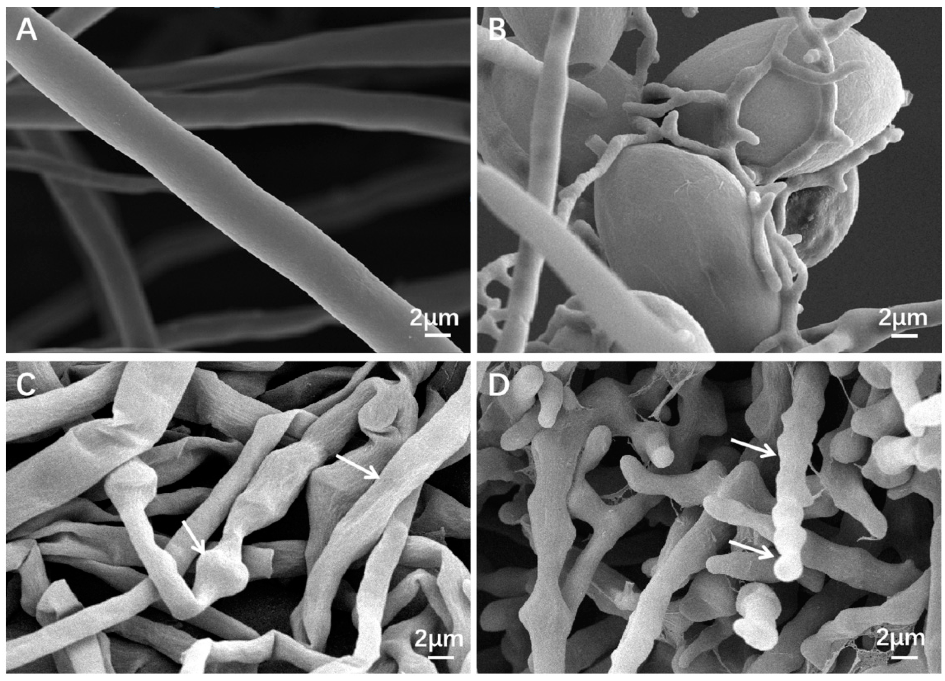 Fermentation 09 01011 g005