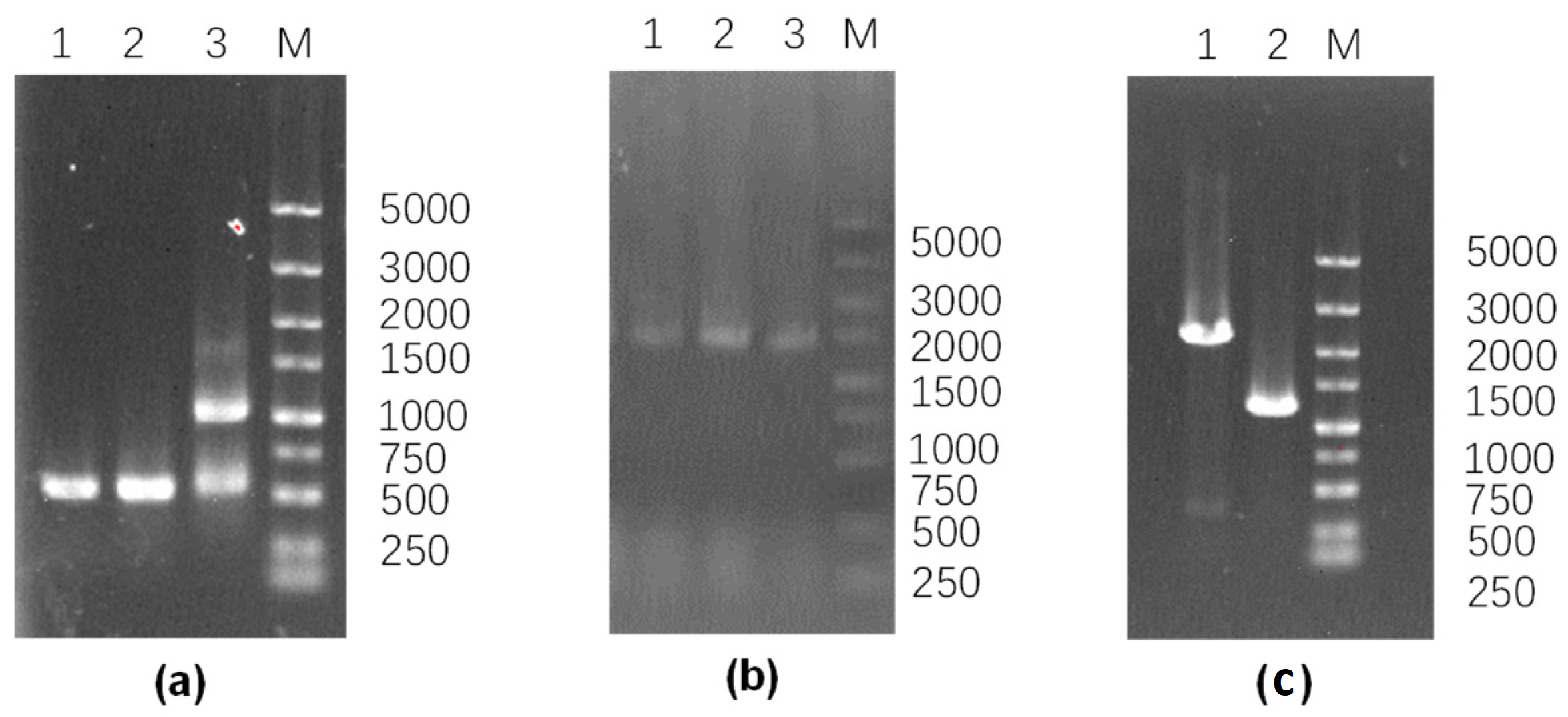 Fermentation 09 01018 g001