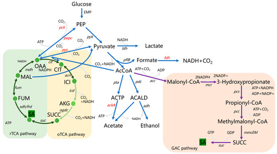 Dai  Linear ubiquitination regulates the KSHV replication and