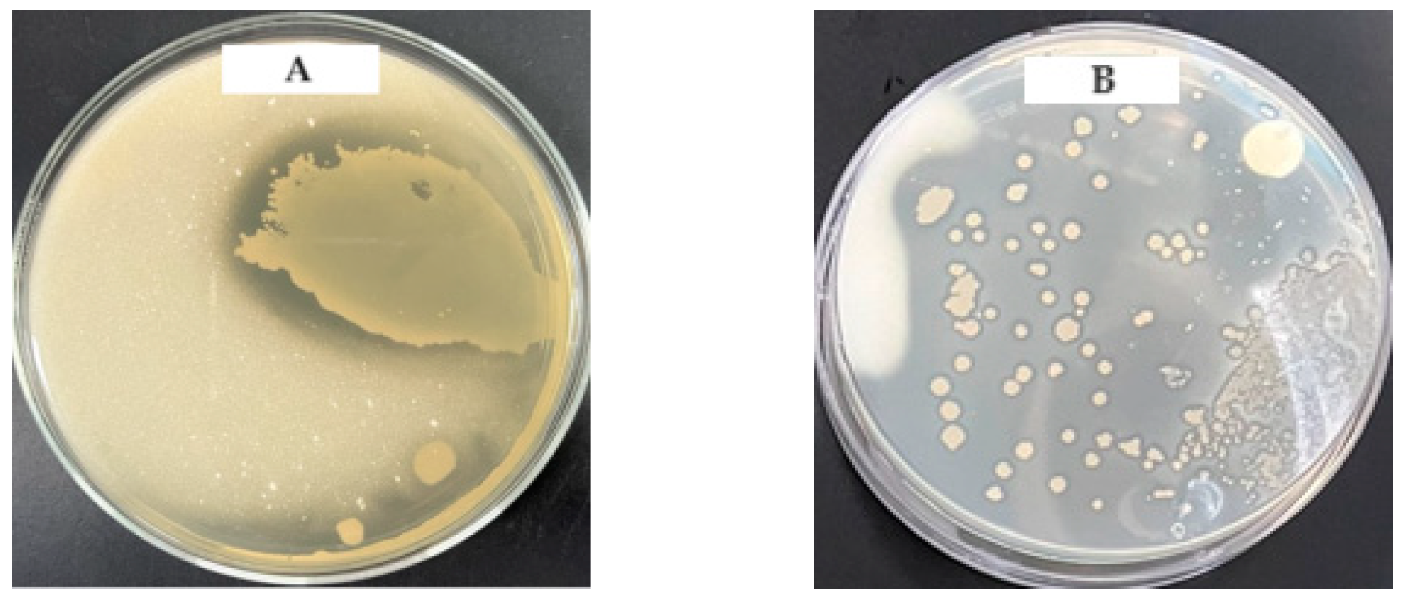 Fermentation 10 00018 g002 Fermentation 10 00018 g002