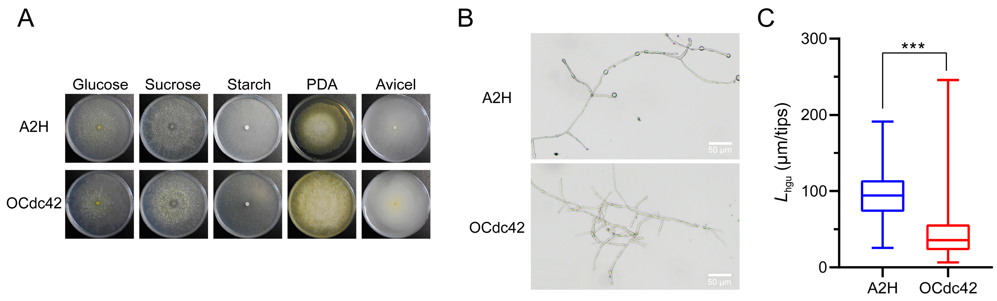 Fermentation 10 00026 g002