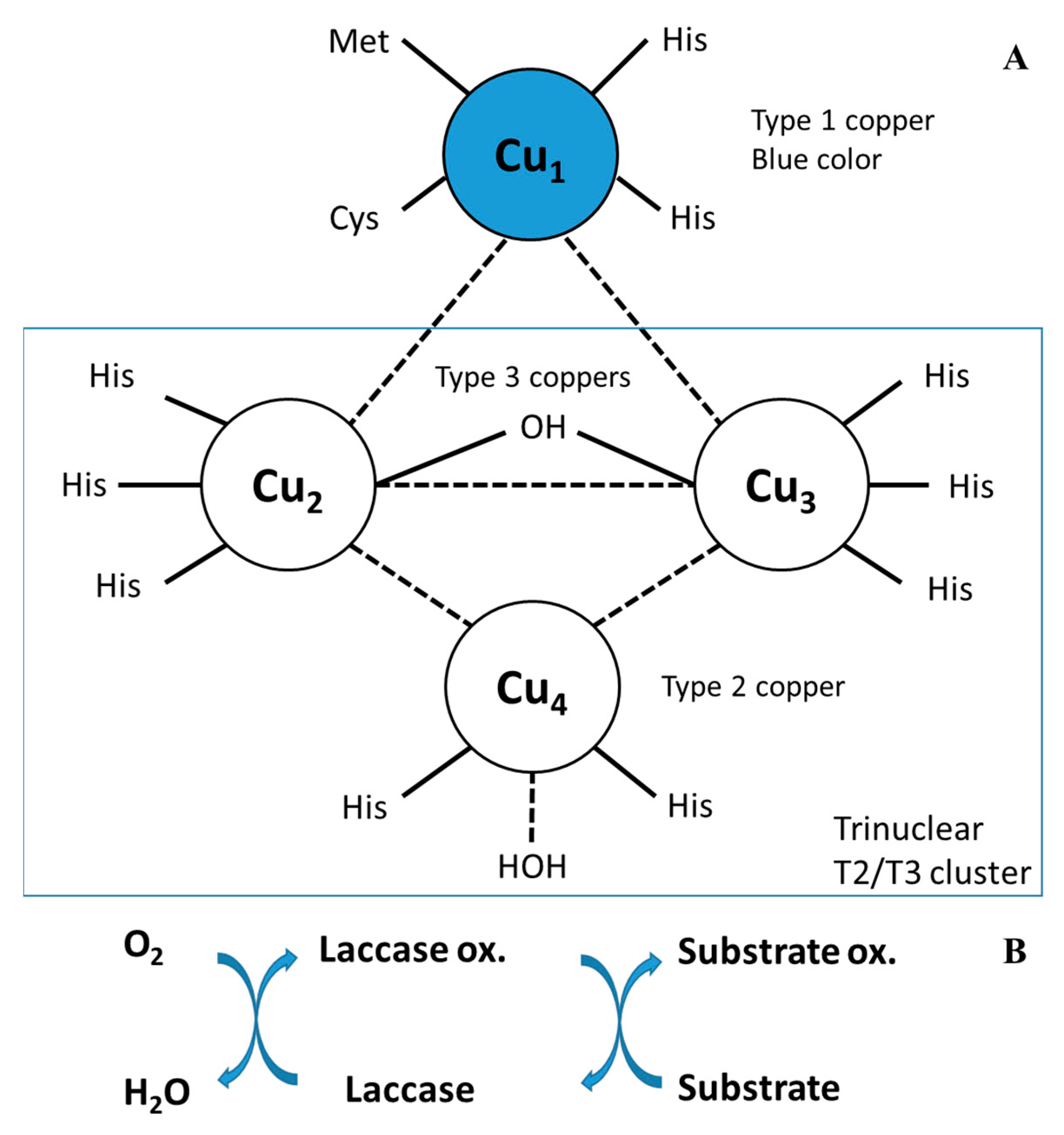 Fermentation 10 00032 g001