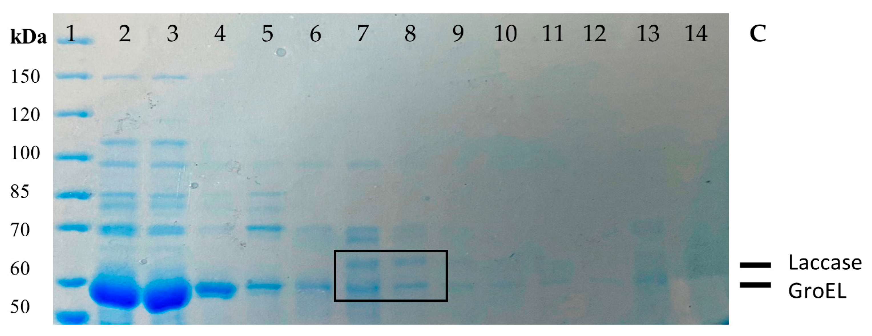 Fermentation 10 00032 g002b