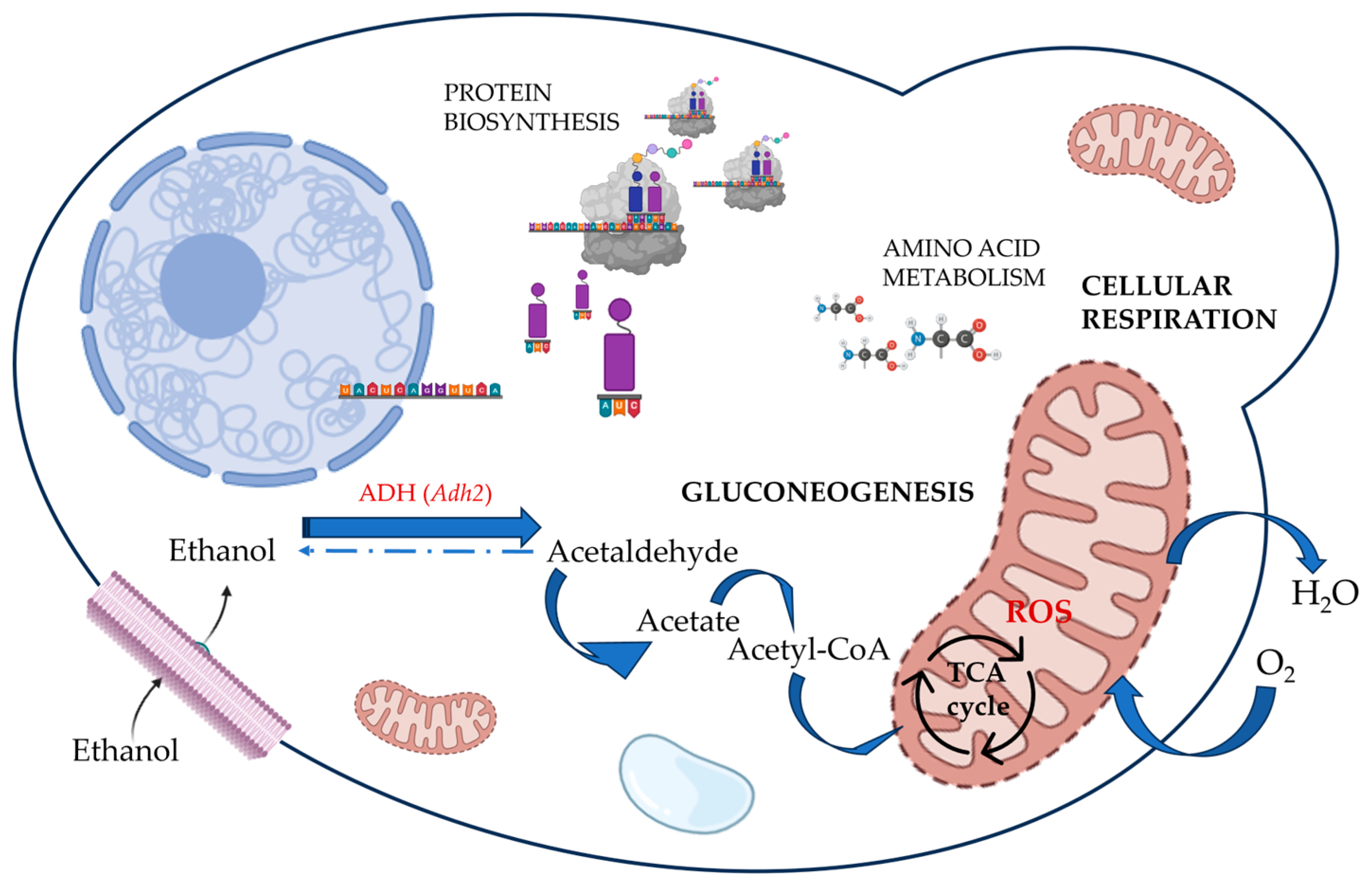 Fermentation 10 00036 g004 Fermentation 10 00036 g004