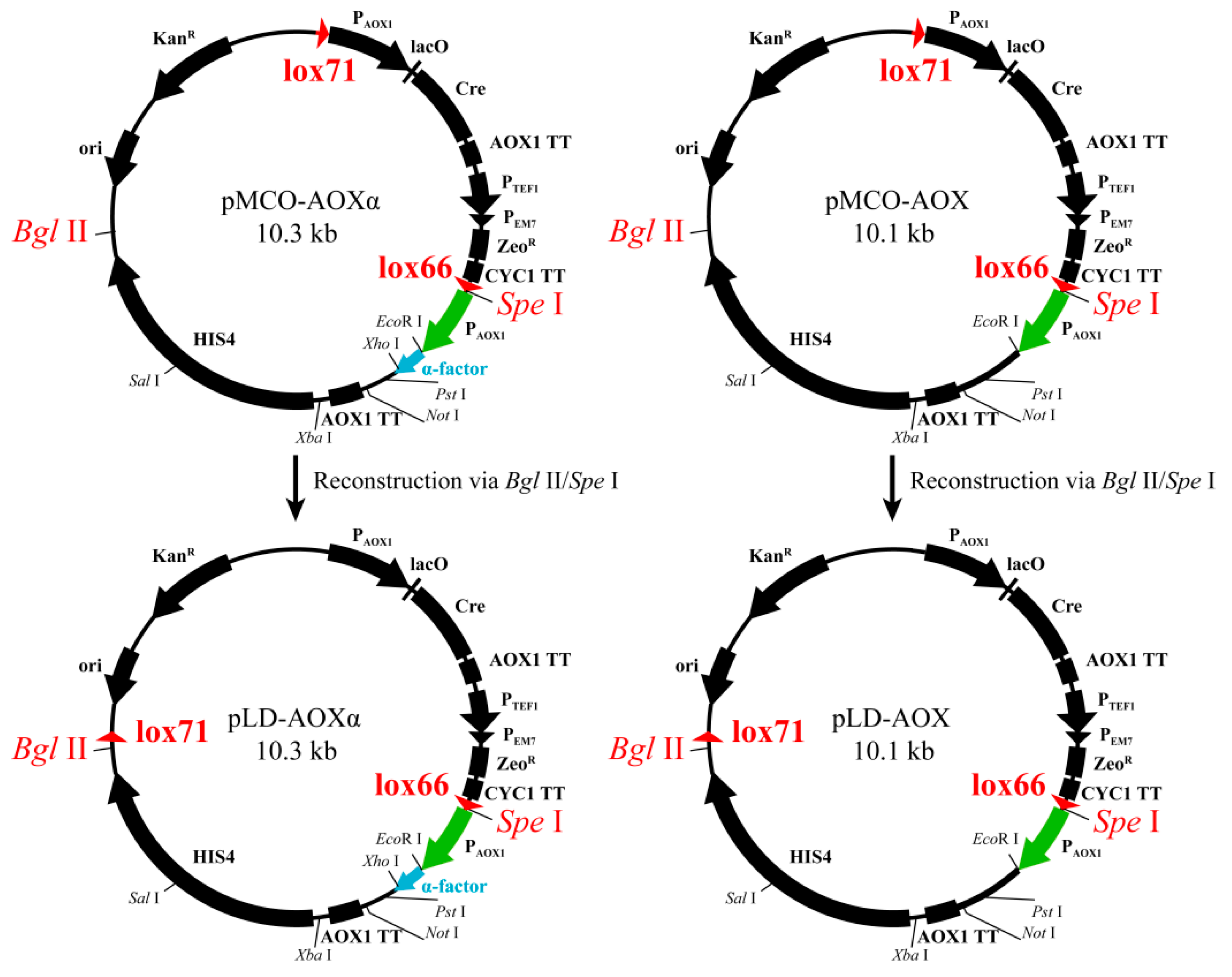 Fermentation 10 00037 g001