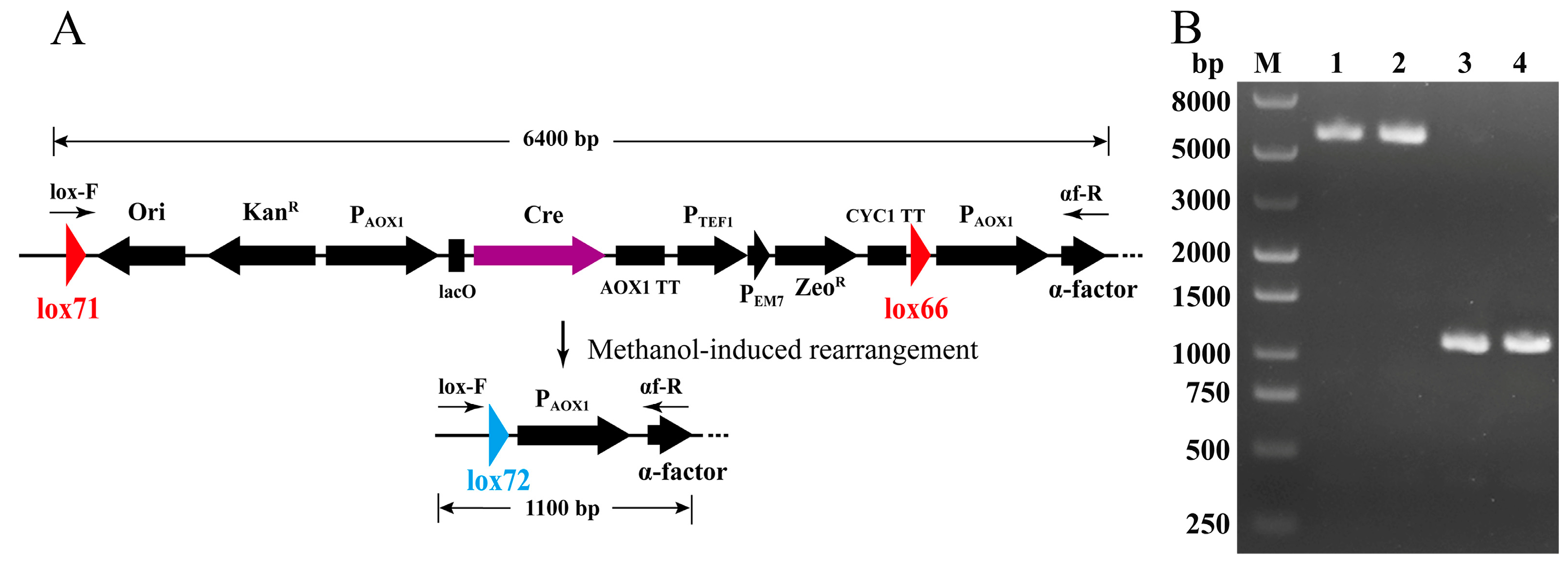 Fermentation 10 00037 g002