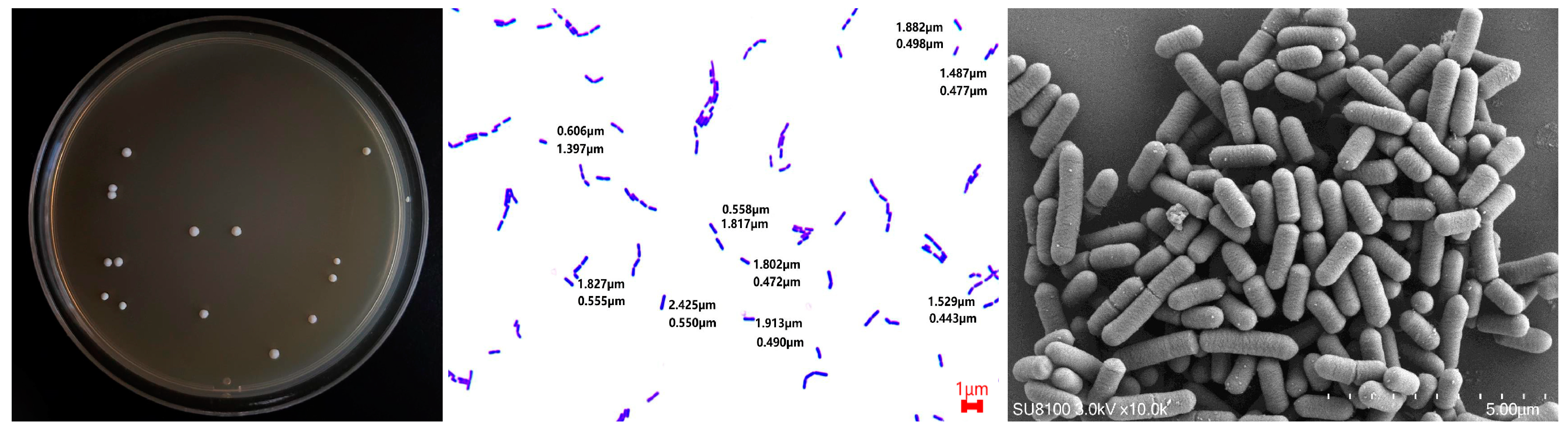 Fermentation 10 00073 g001 Fermentation 10 00073 g001