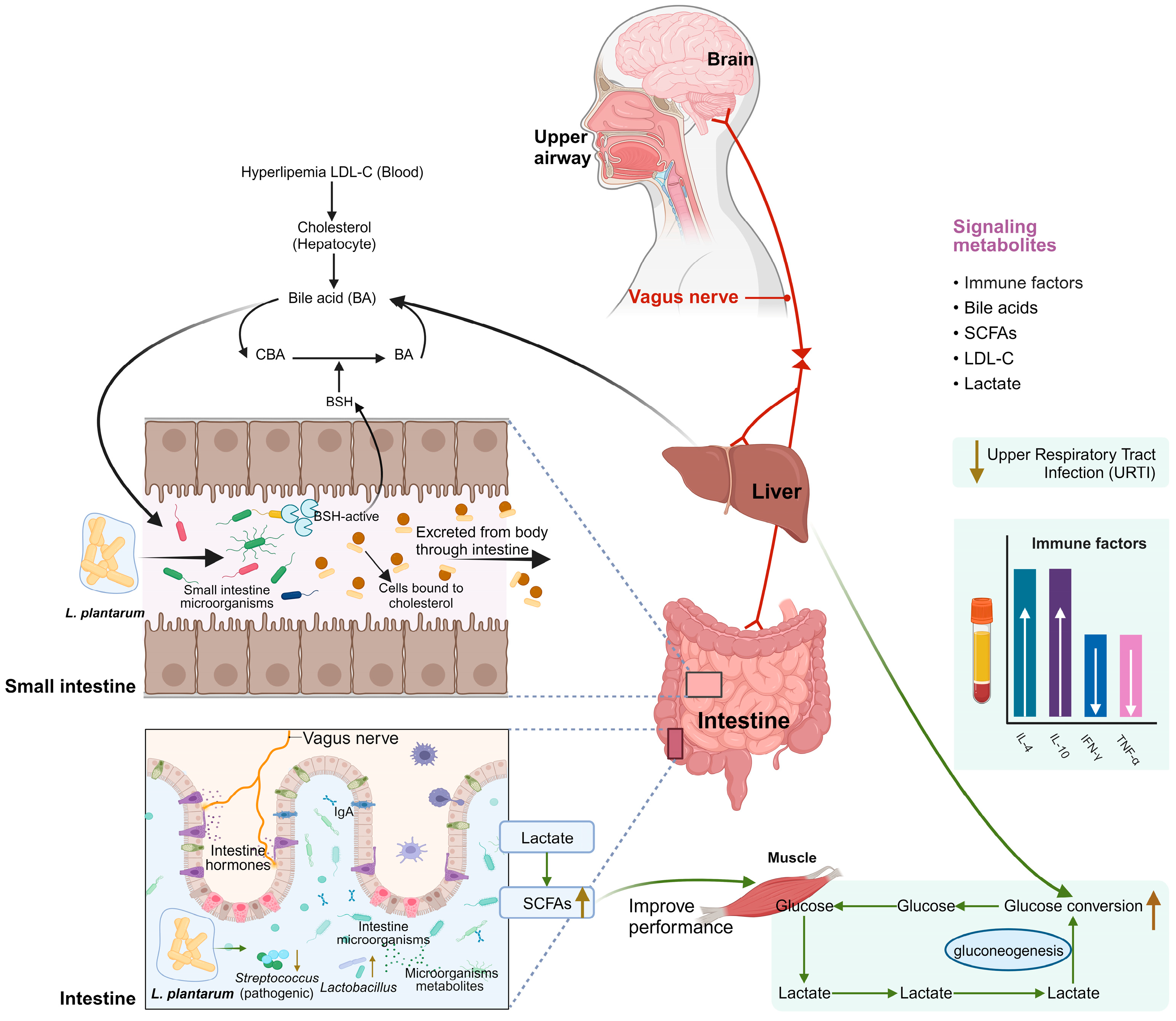 Fermentation 10 00073 g003 Fermentation 10 00073 g003