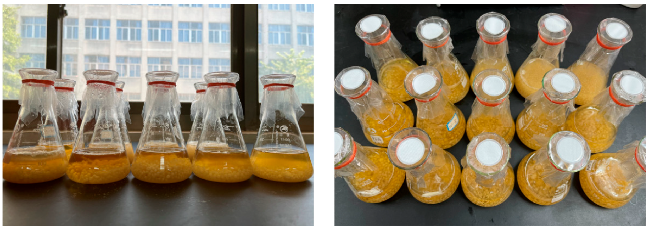 Fermentation 10 00076 g001 Fermentation 10 00076 g001