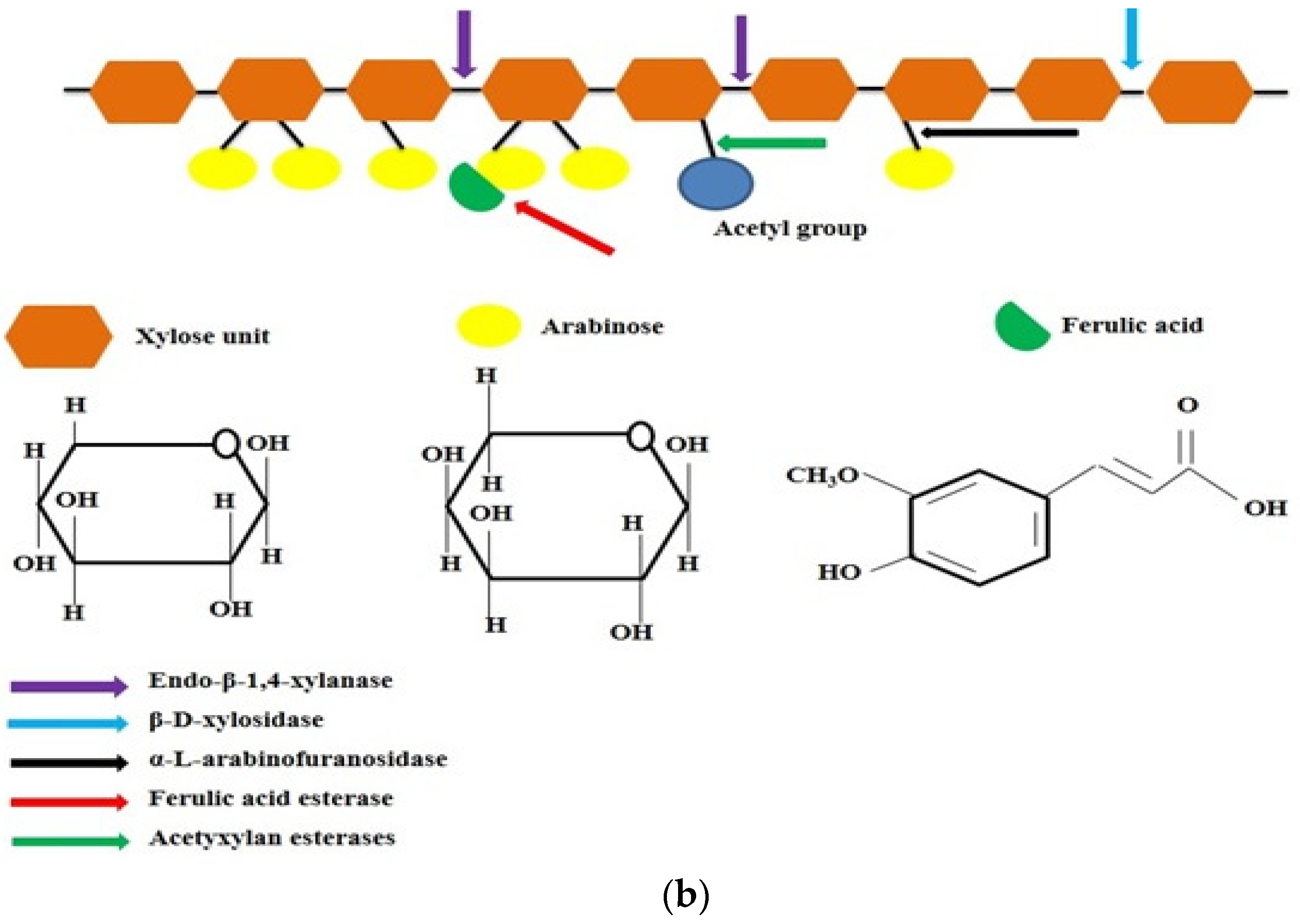 Fermentation 10 00082 g001b Fermentation 10 00082 g001b