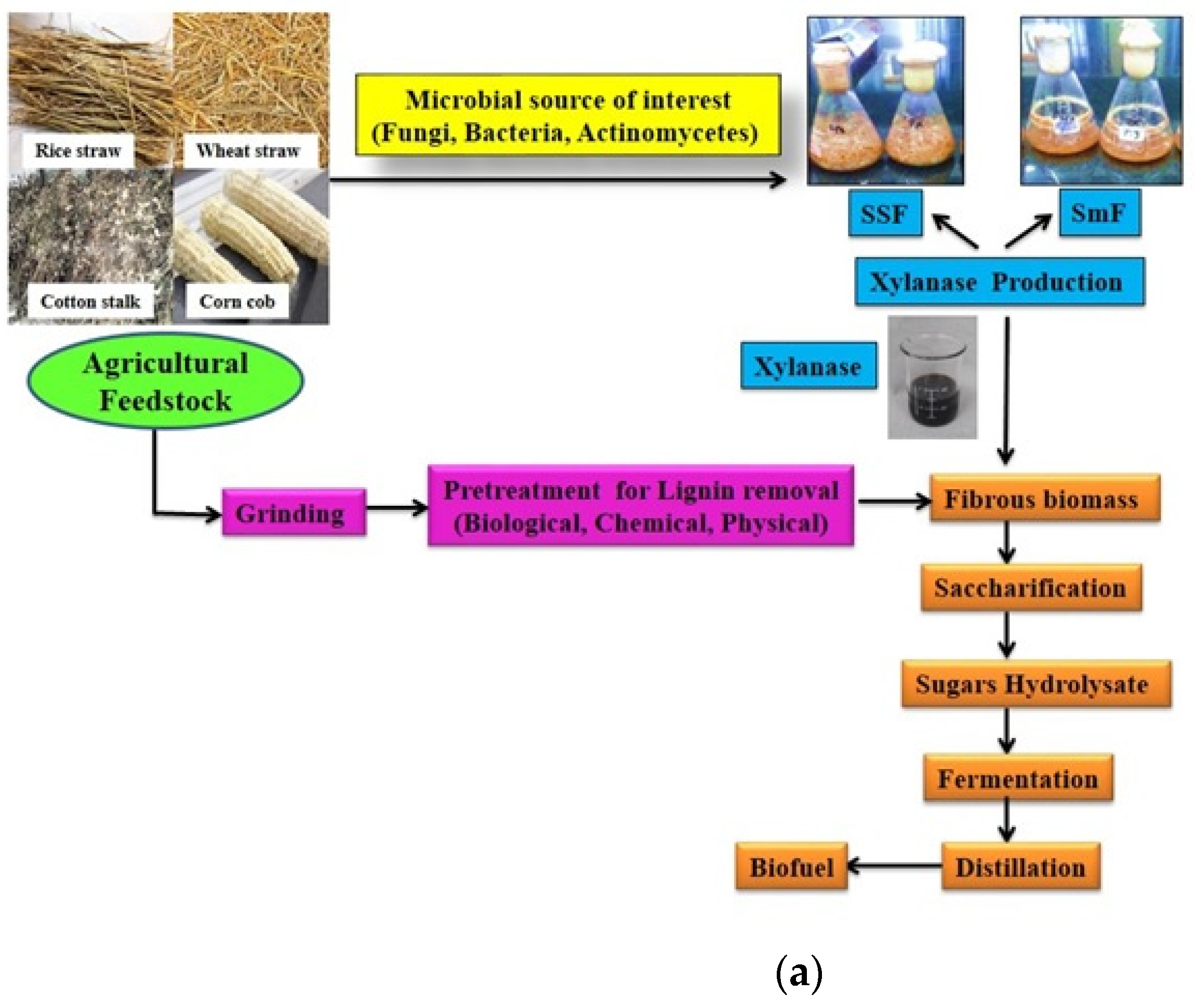 Fermentation 10 00082 g003a Fermentation 10 00082 g003a