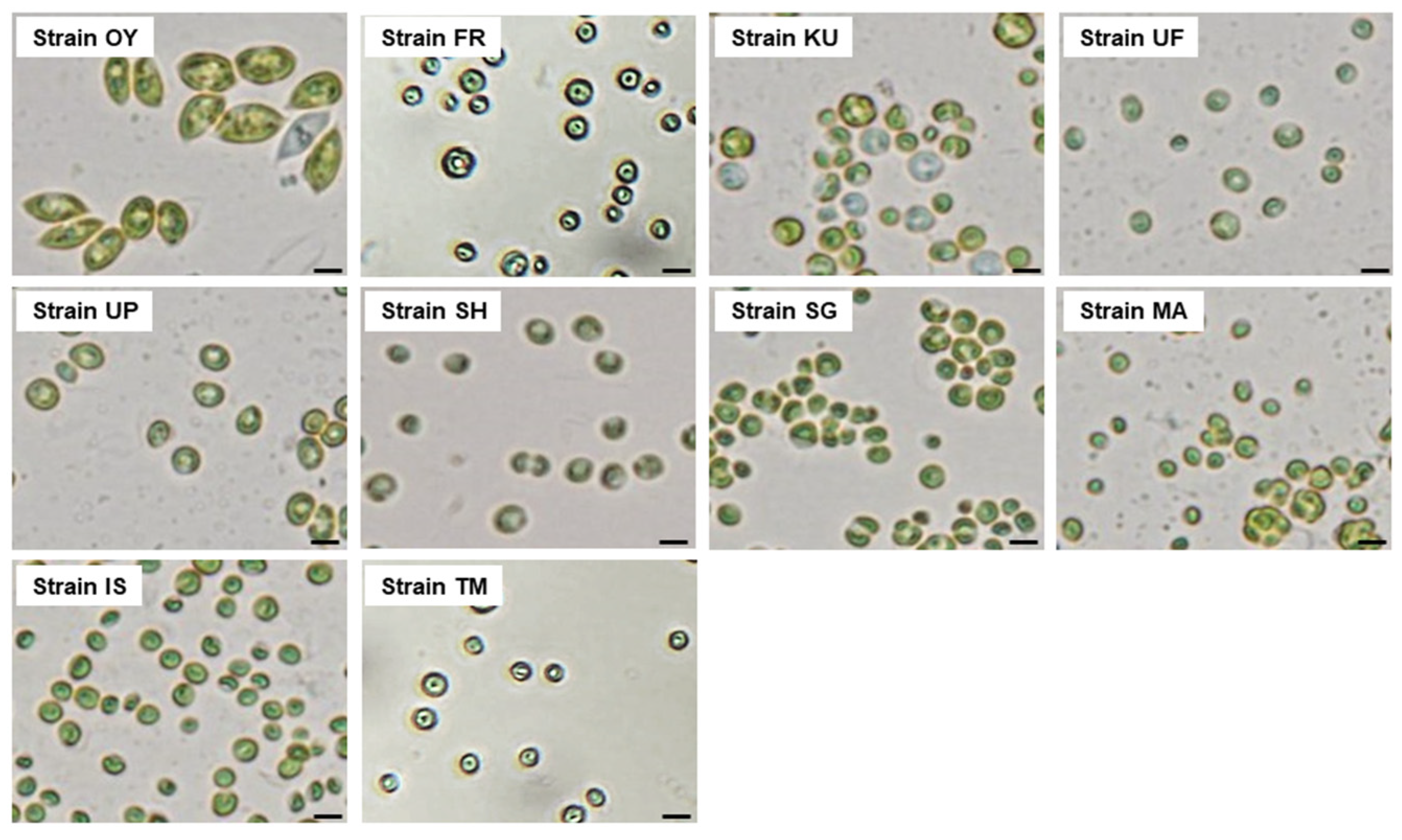 Fermentation 10 00134 g002