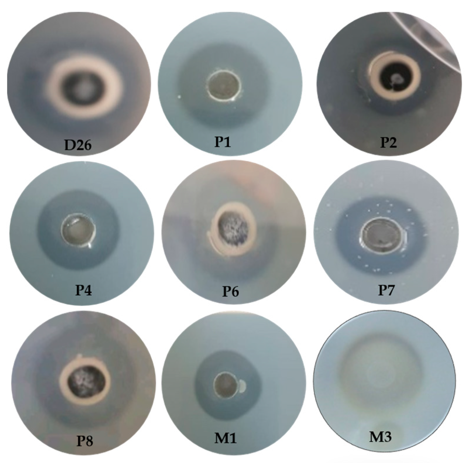 Fermentation 10 00139 g001