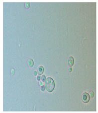 Fermentation 10 00139 i003