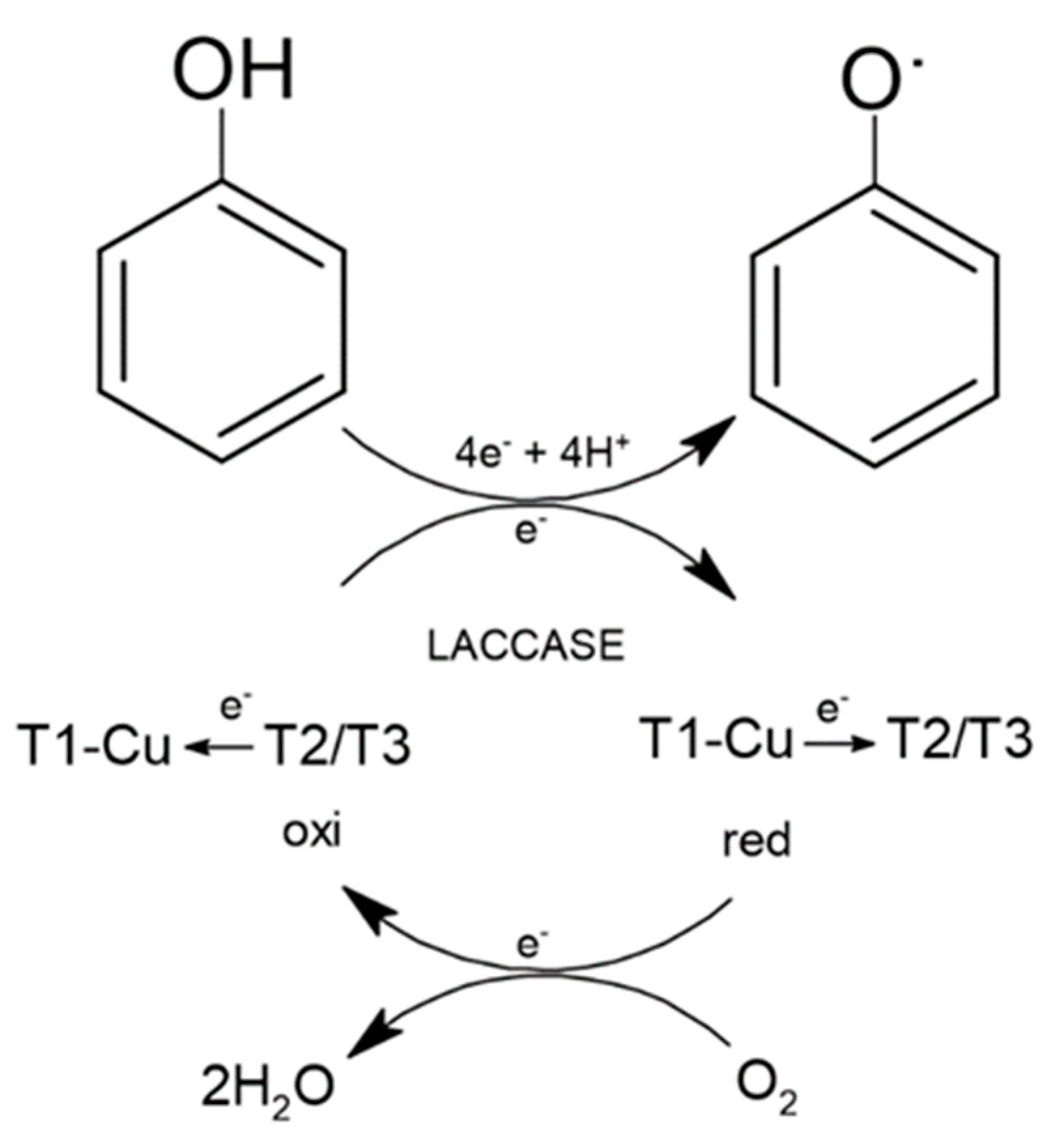 Fermentation 10 00143 g010