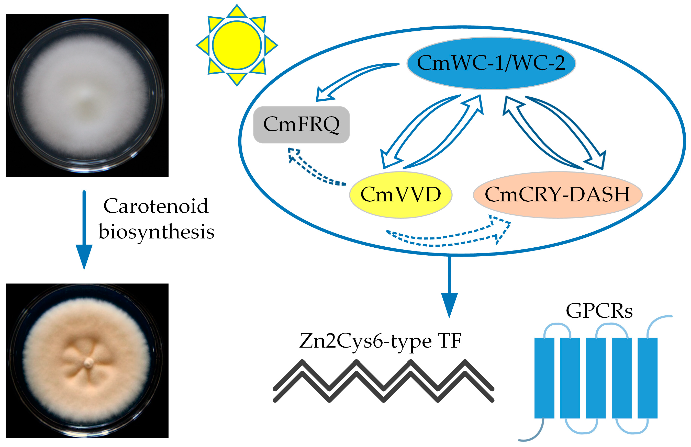 Fermentation 10 00167 g003