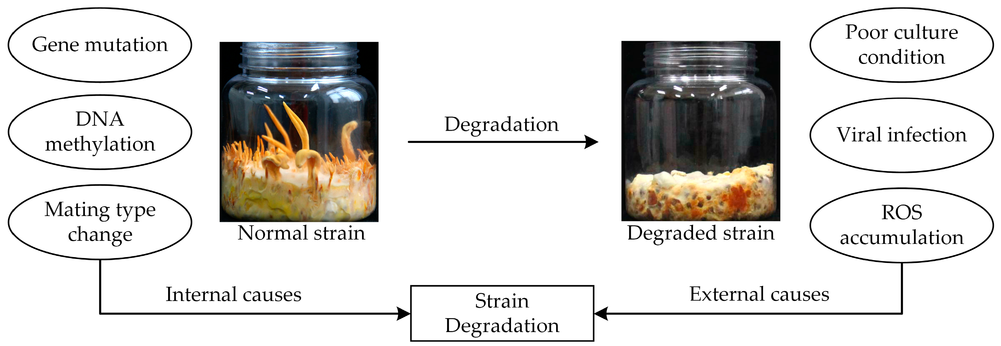 Fermentation 10 00167 g004