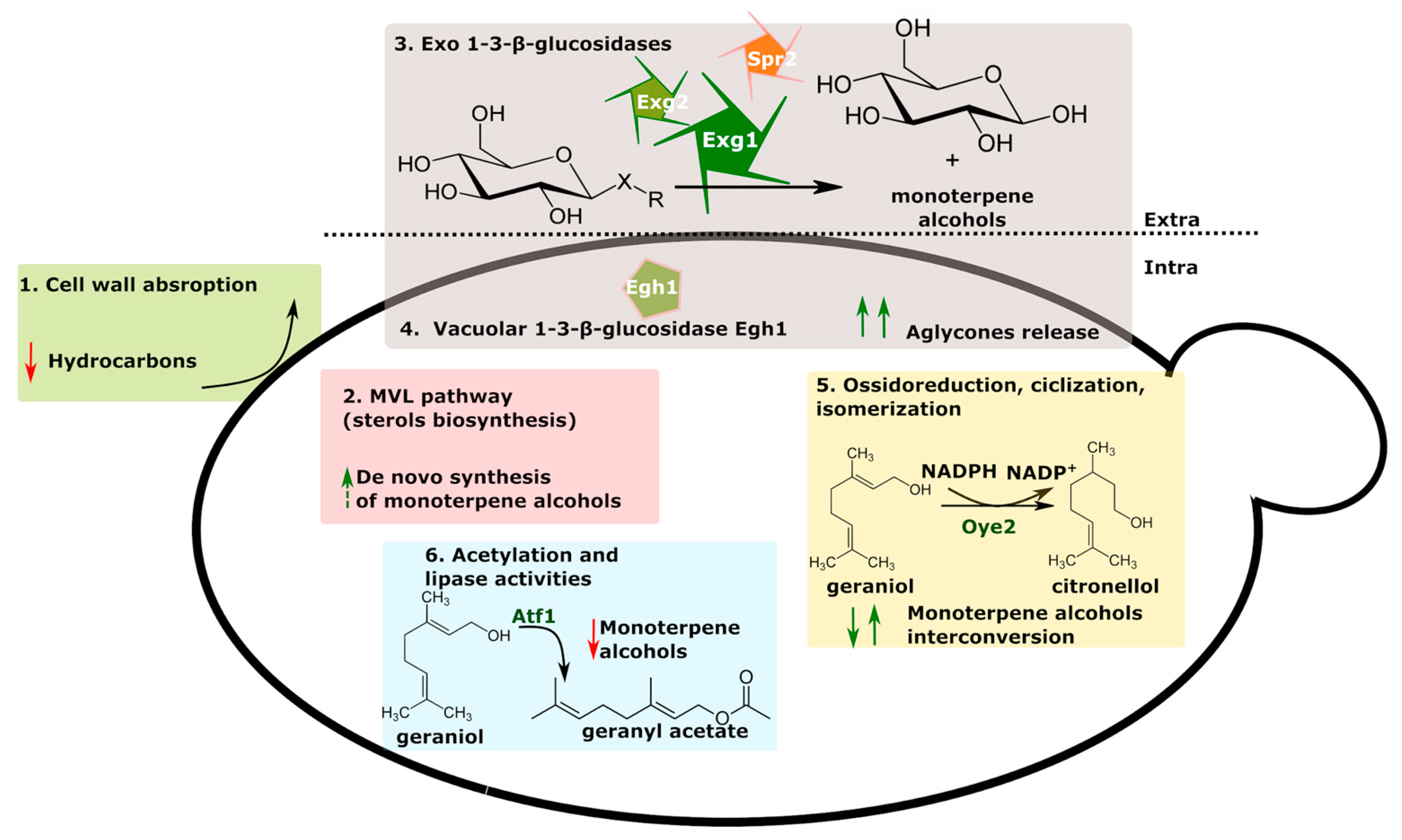 Fermentation 10 00183 g003 Fermentation 10 00183 g003