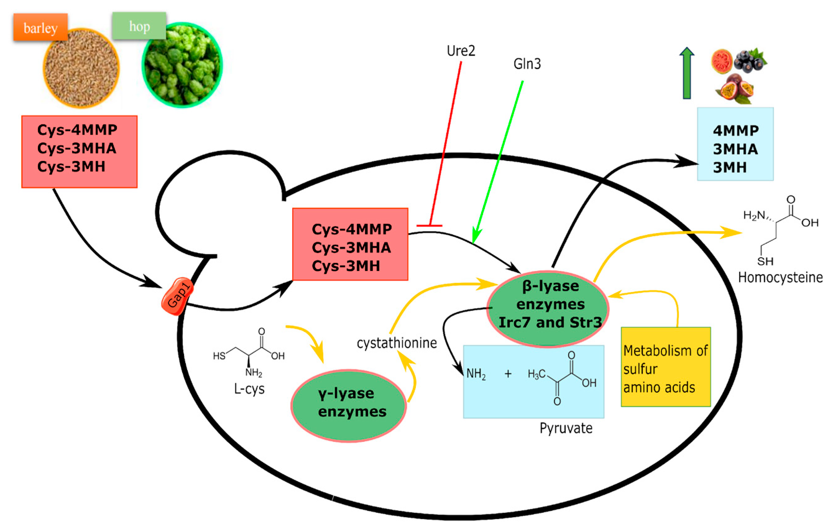 Fermentation 10 00183 g004 Fermentation 10 00183 g004