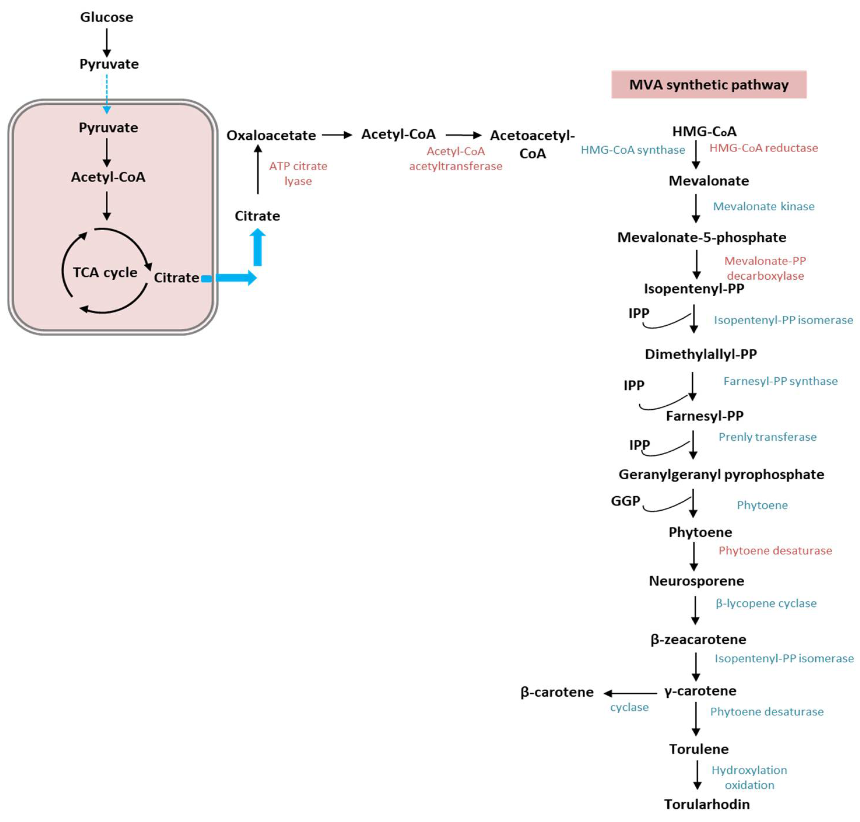 Fermentation 10 00190 g002