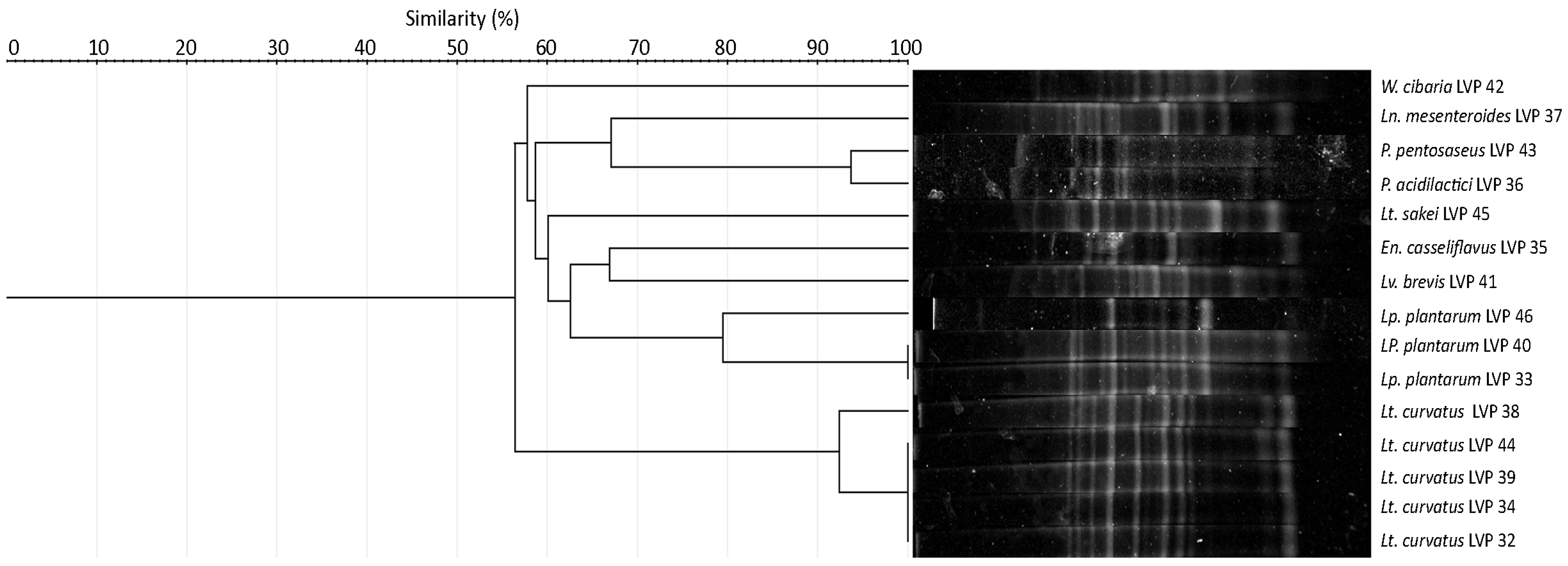 Fermentation 10 00209 g001