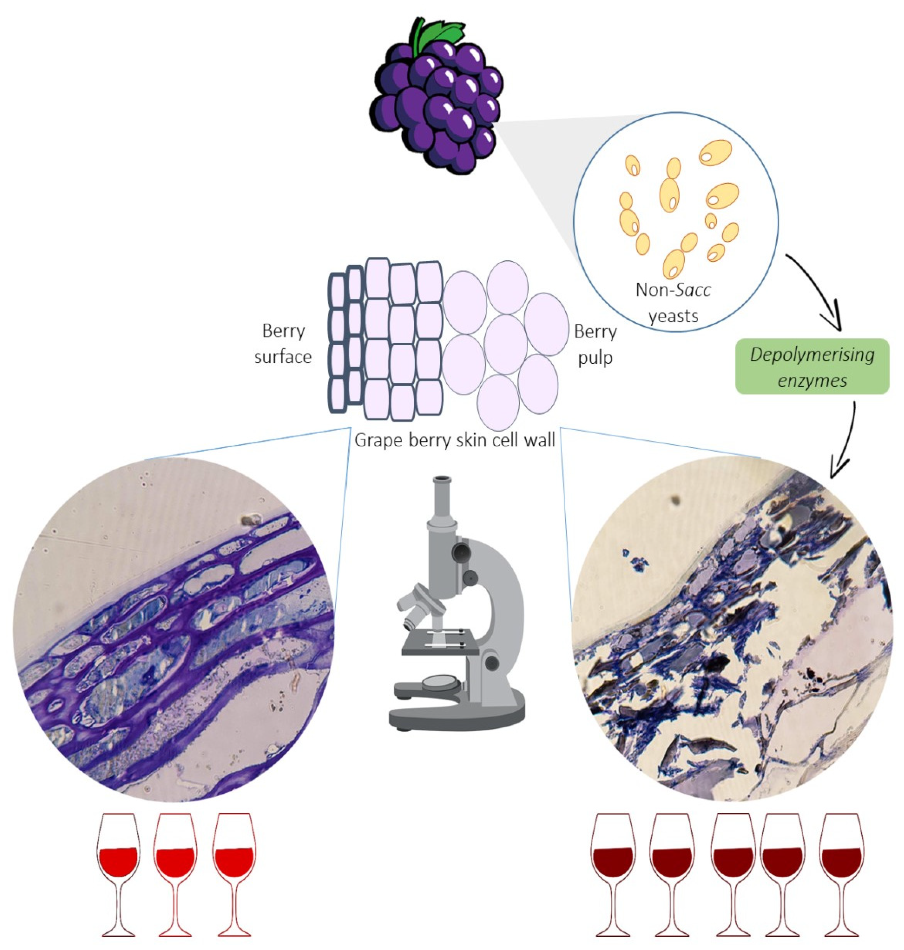 Fermentation 10 00218 g003 Fermentation 10 00218 g003