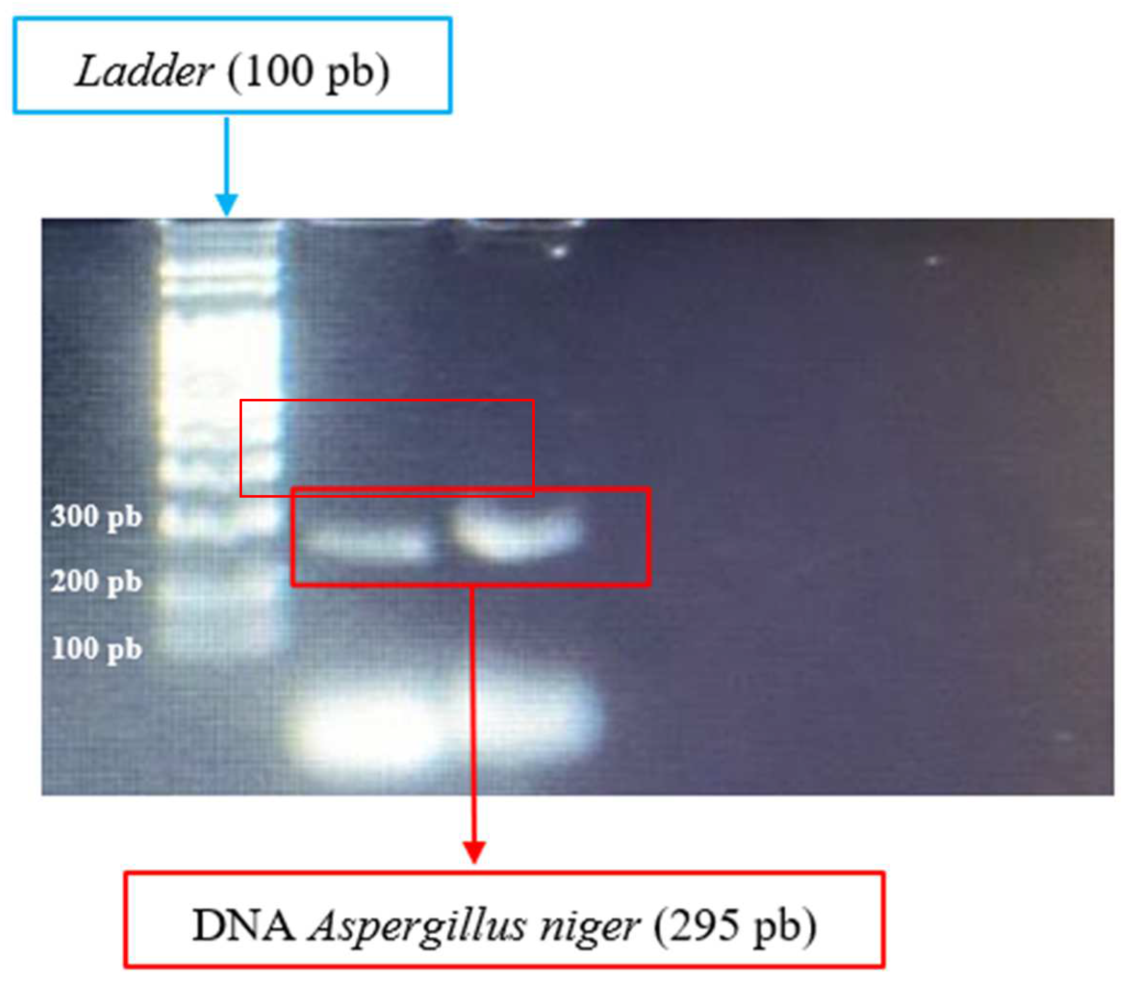 Fermentation 10 00226 g002