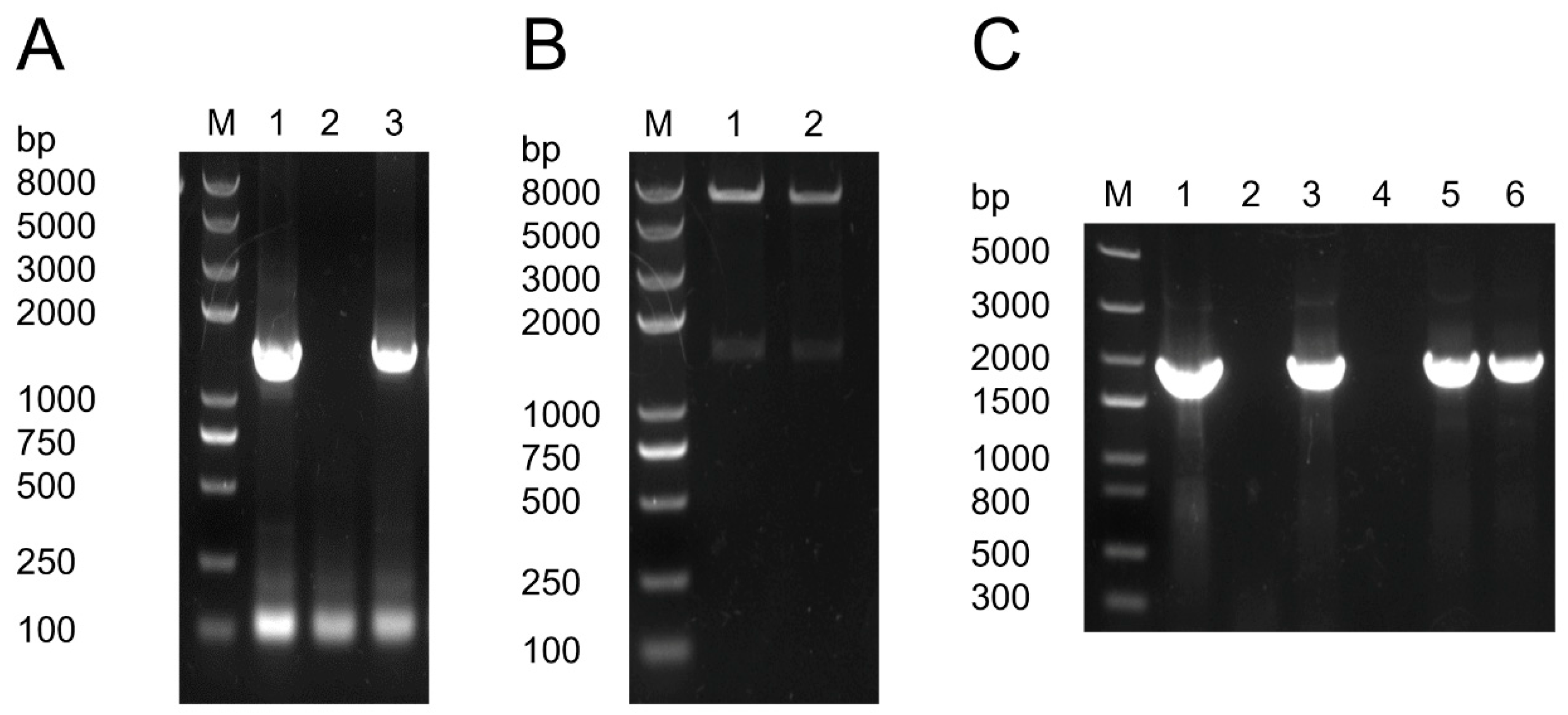 Fermentation 10 00240 g003