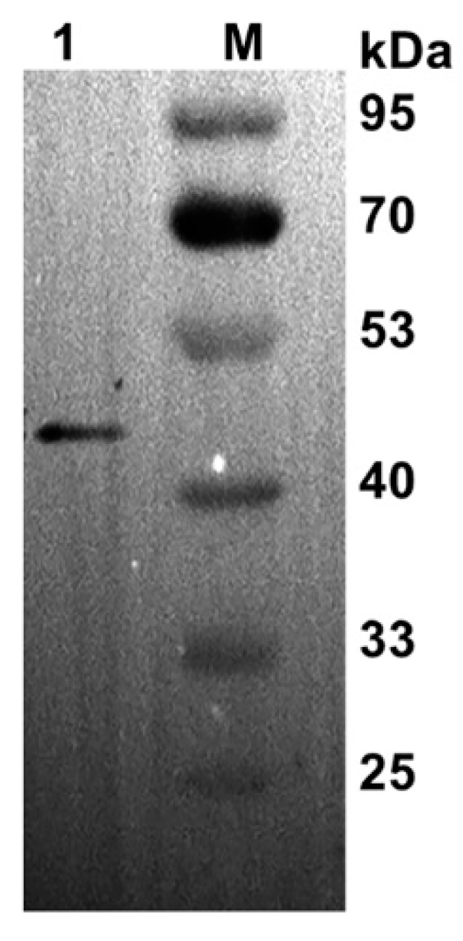 Fermentation 10 00240 g004