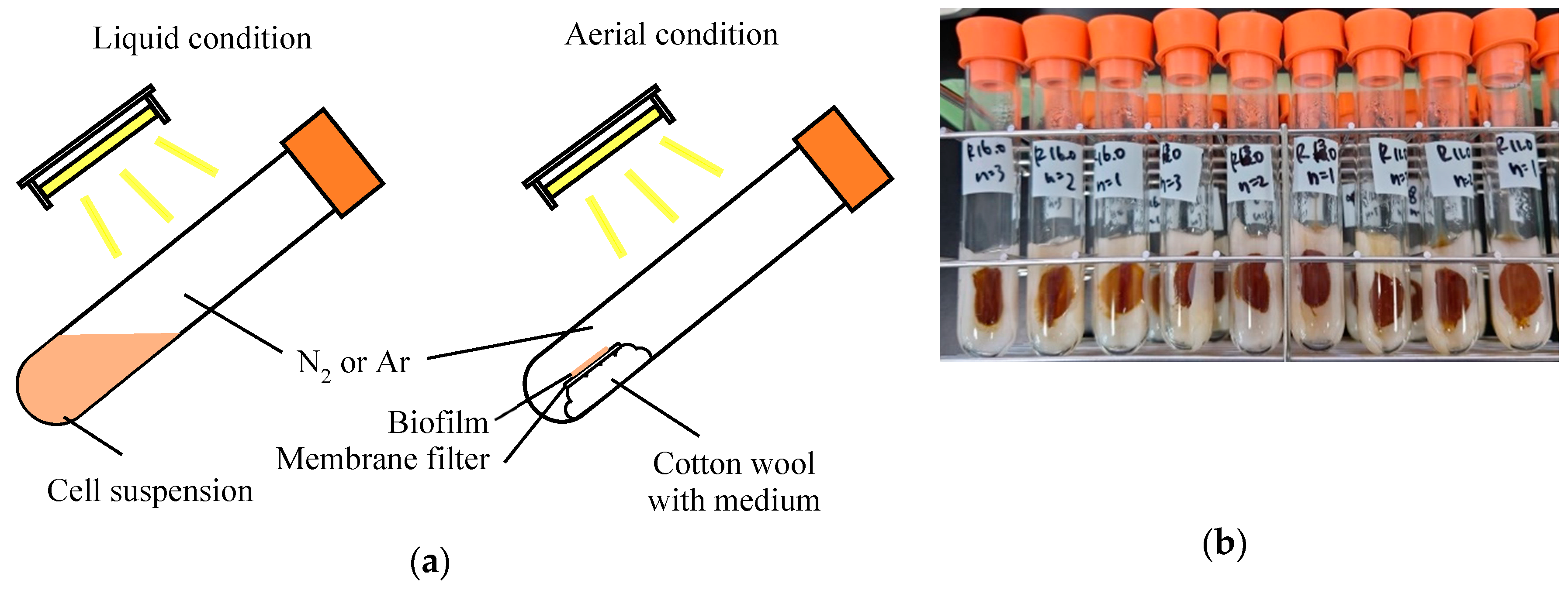 Fermentation 10 00248 g001