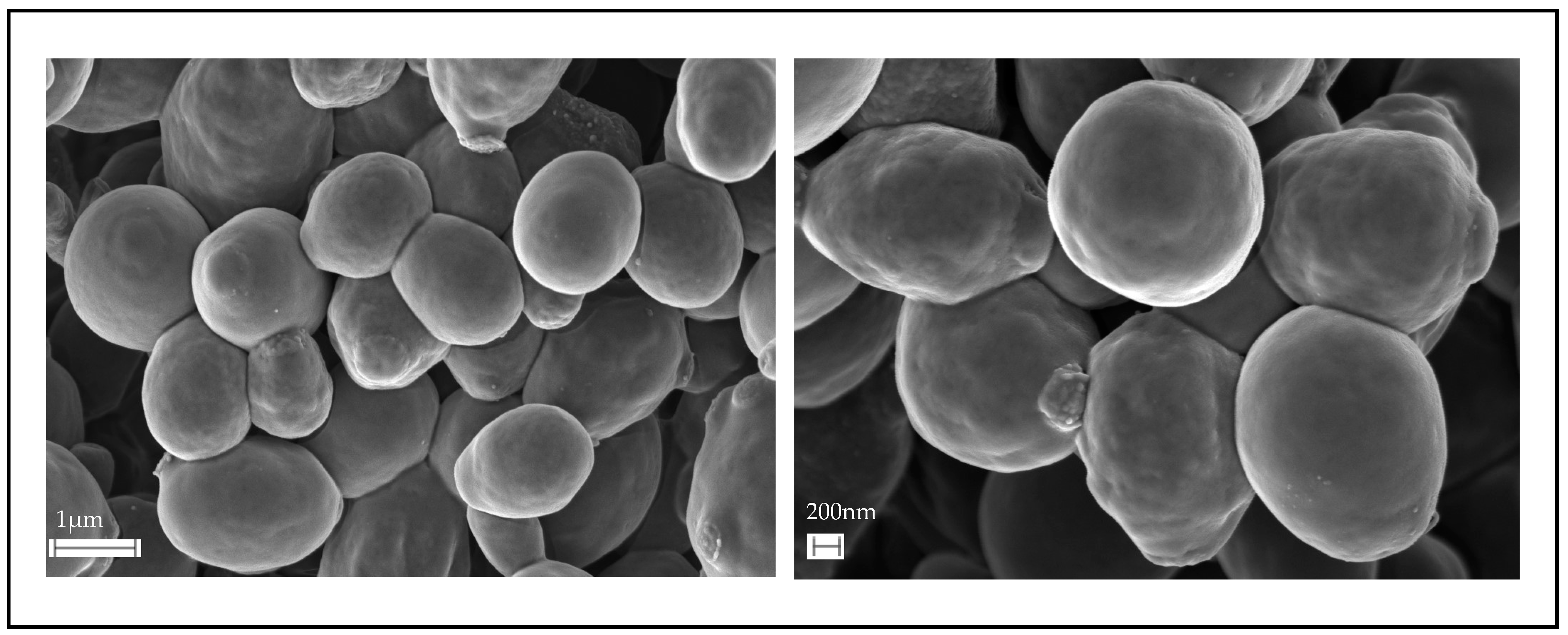 Fermentation 10 00260 g001