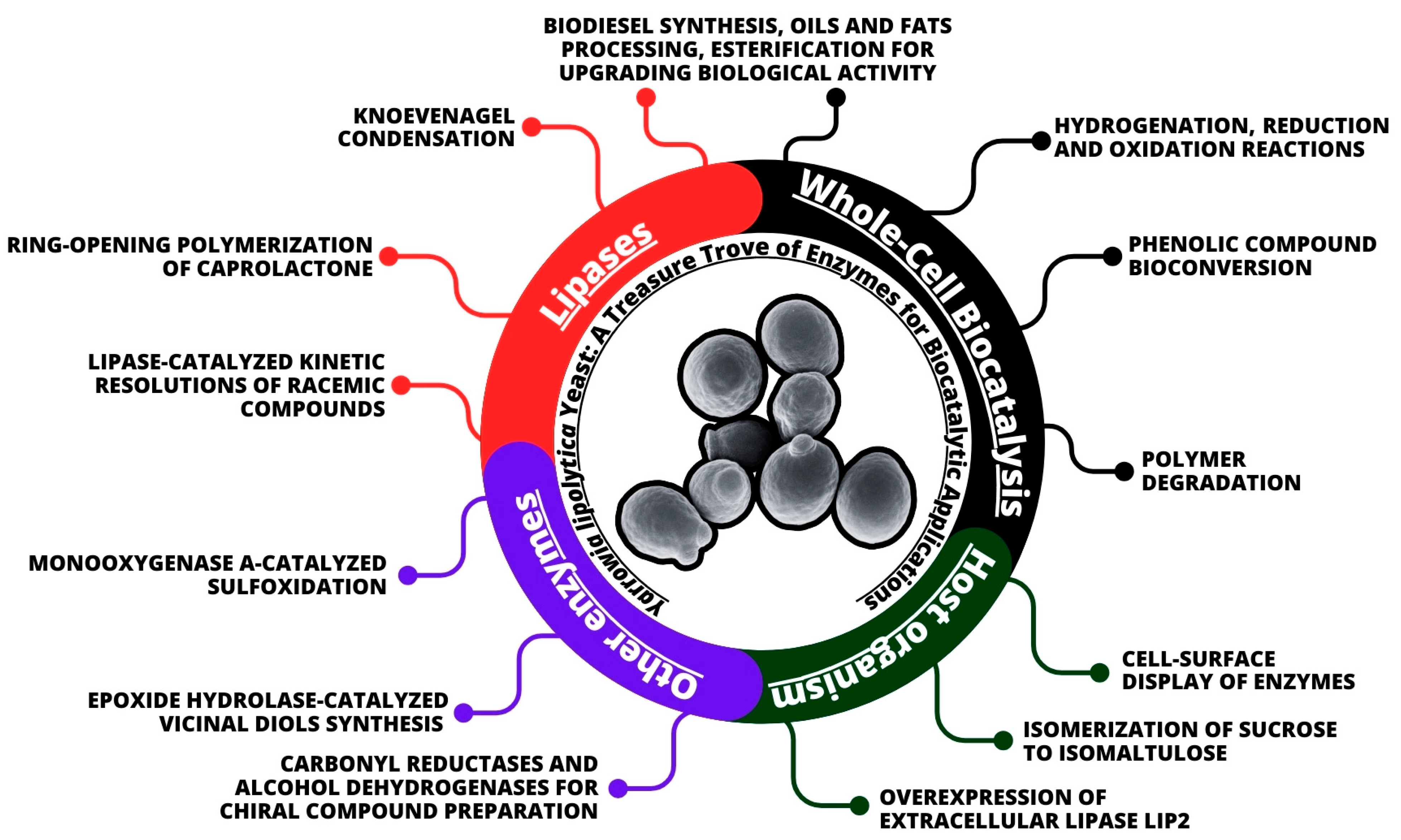 Yarrowia lipolytica Yeast: A Treasure Trove of Enzymes for 