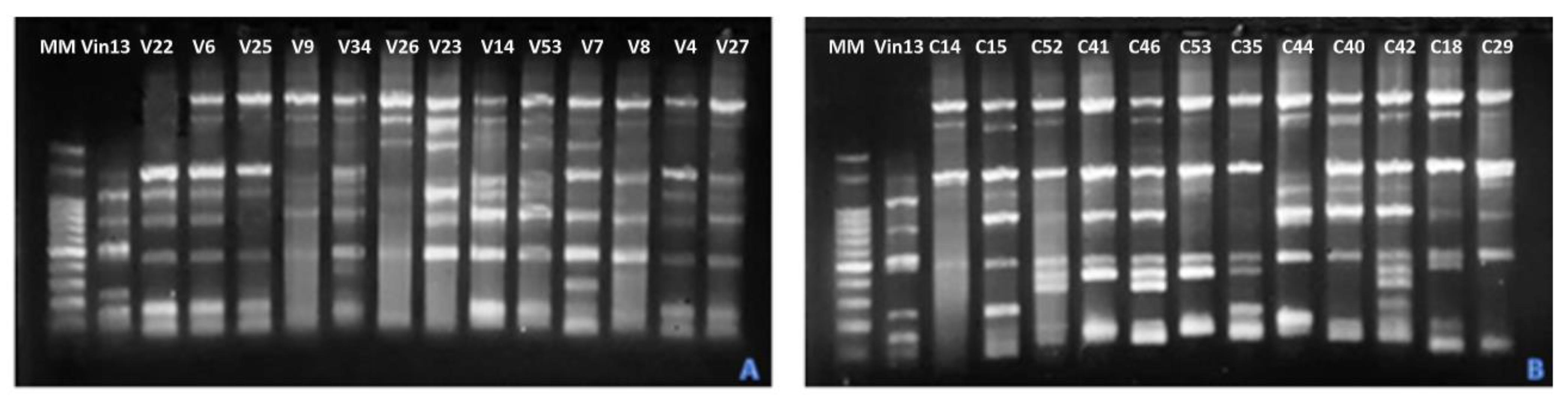 Fermentation 10 00279 g002