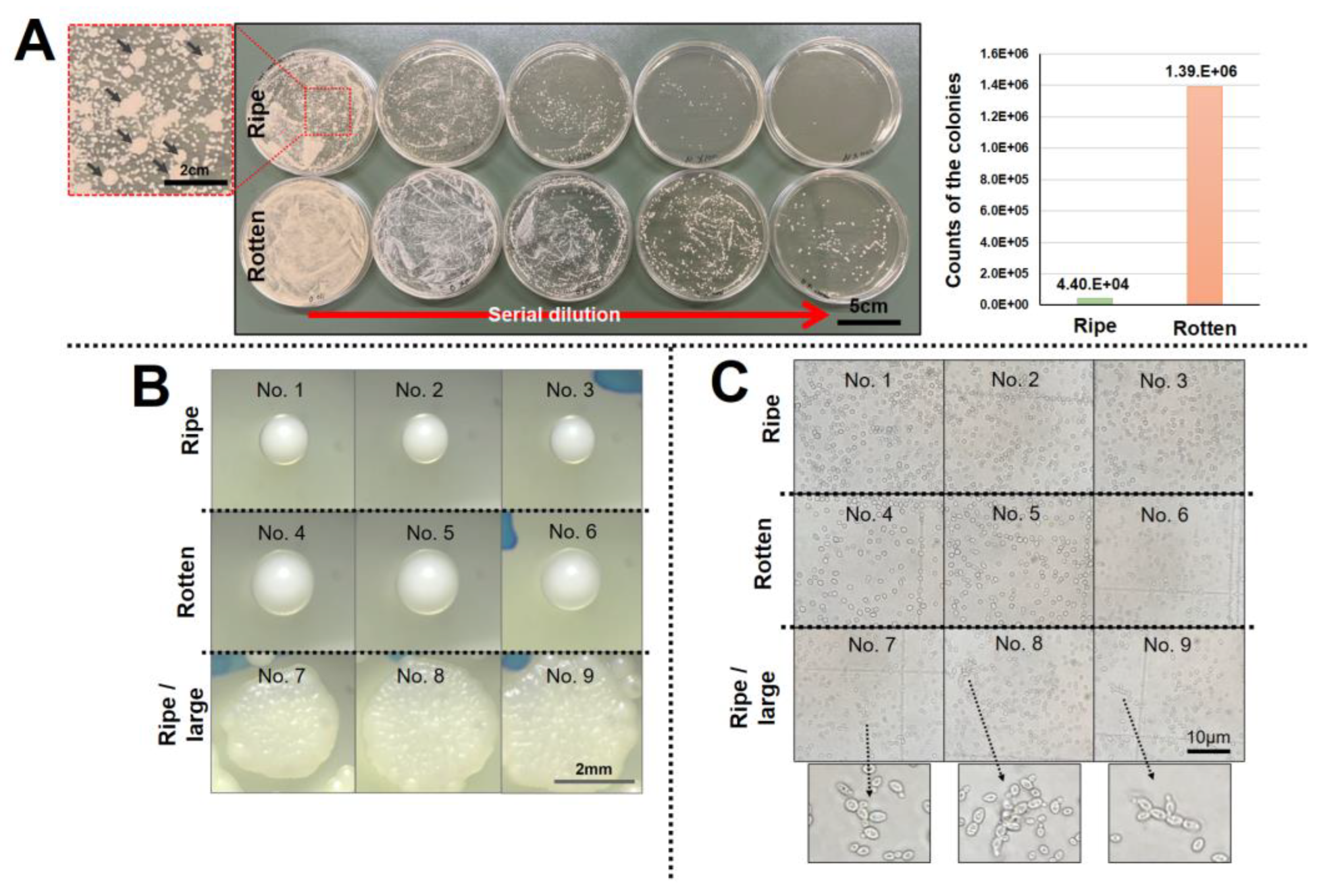 Fermentation 10 00288 g002