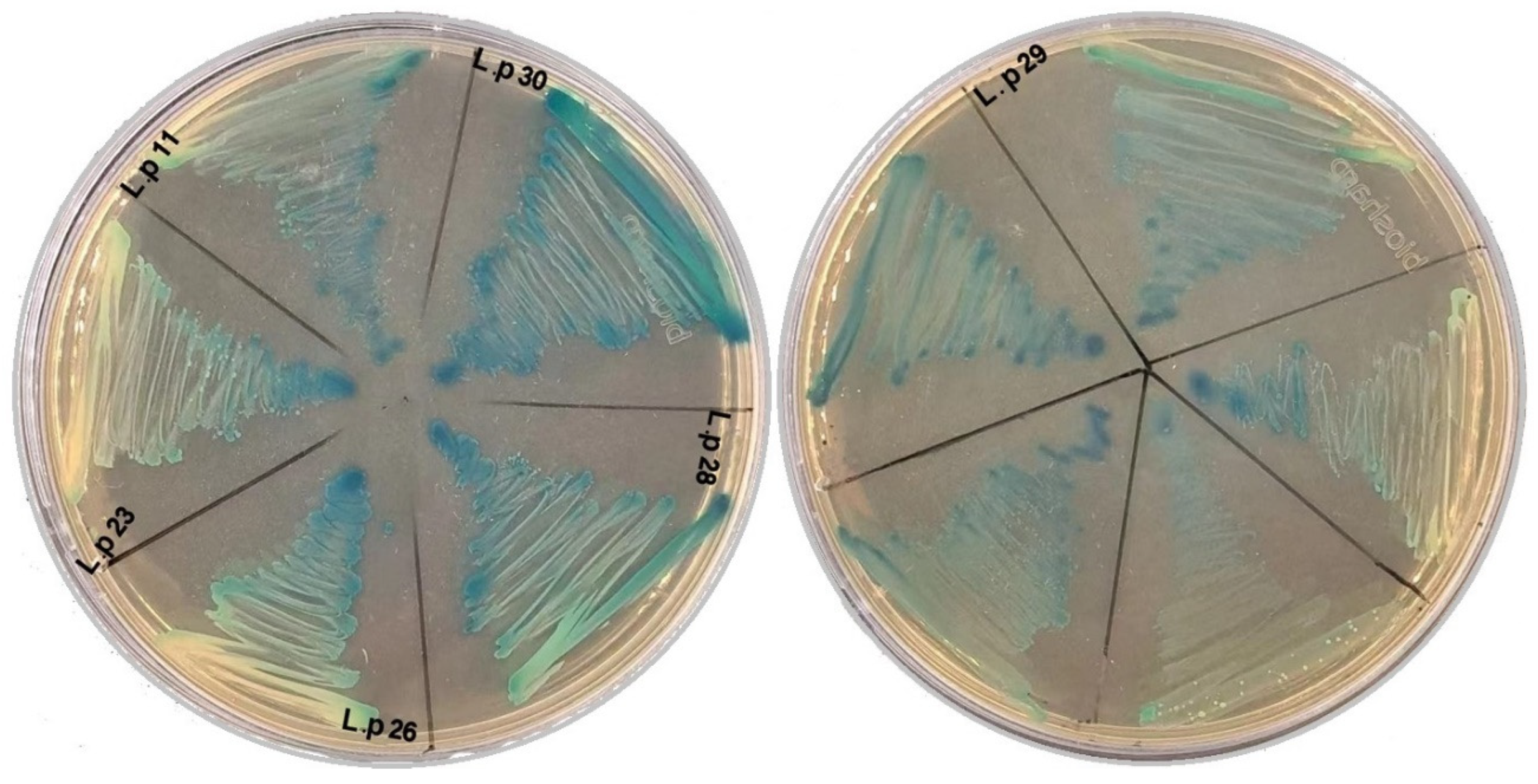 Fermentation 10 00309 g005