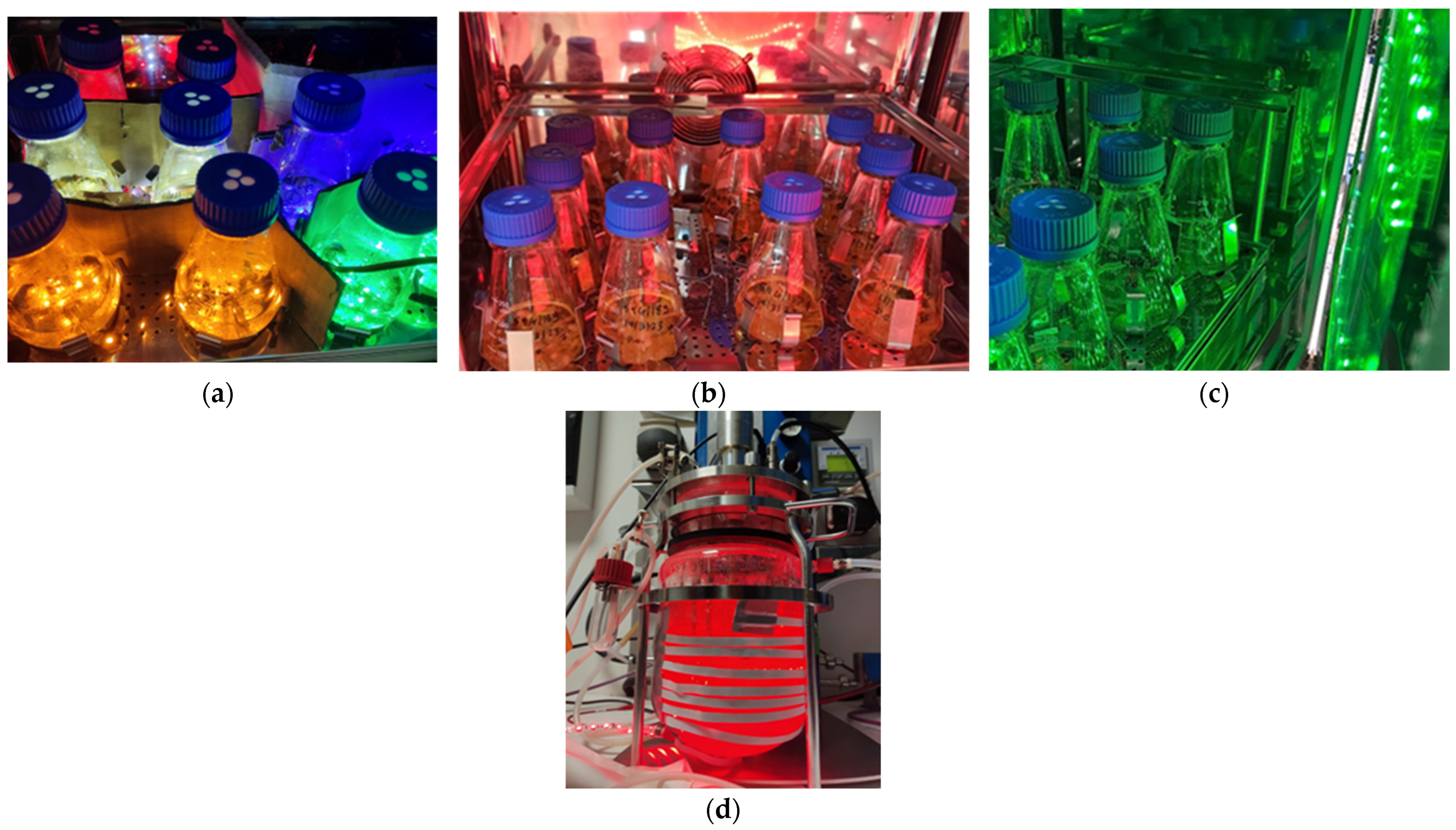 Fermentation 10 00313 g001