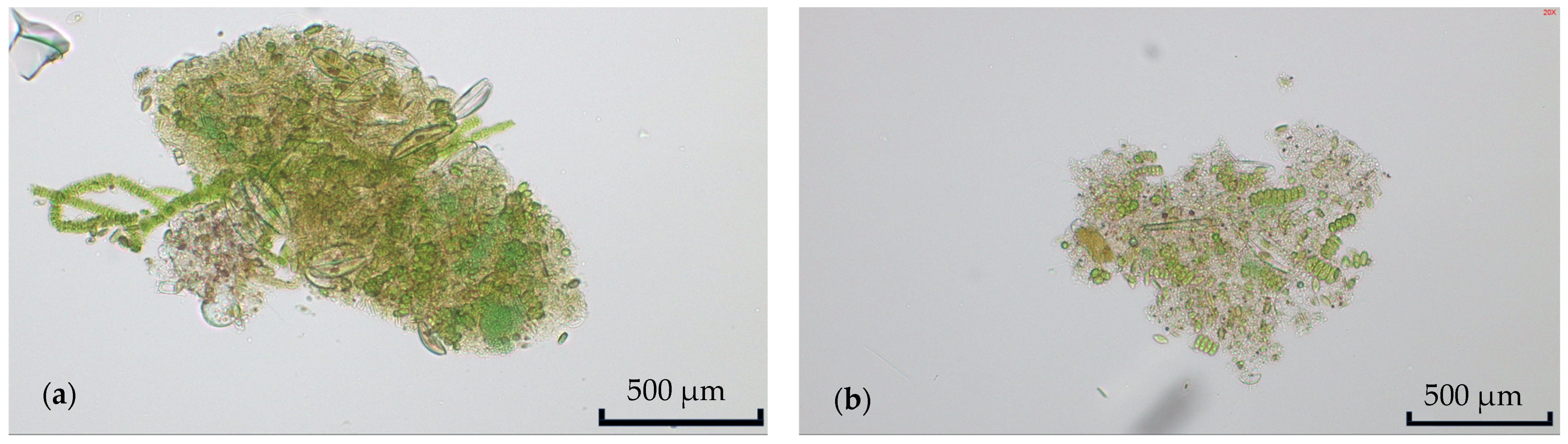 Fermentation 10 00325 g002