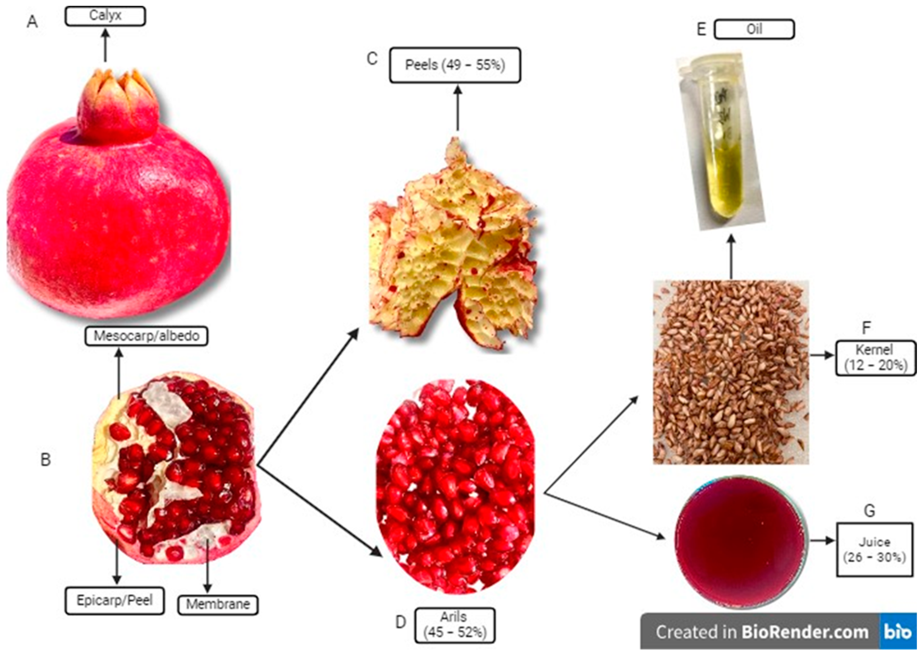 Fermentation 10 00348 g003