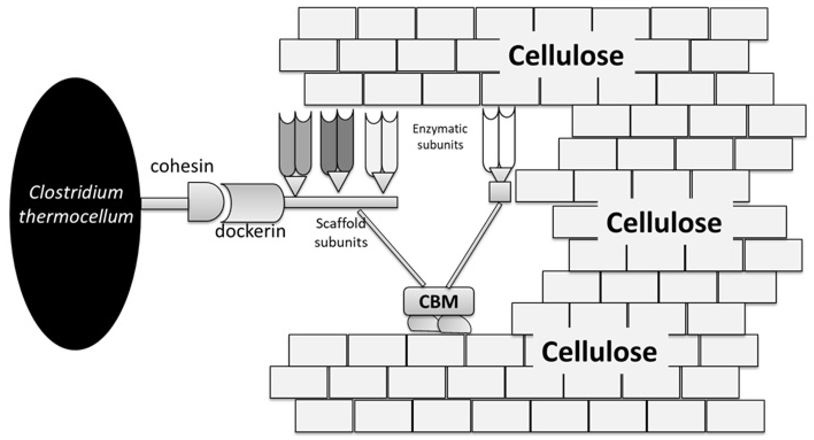 Fermentation 10 00361 g002 Fermentation 10 00361 g002