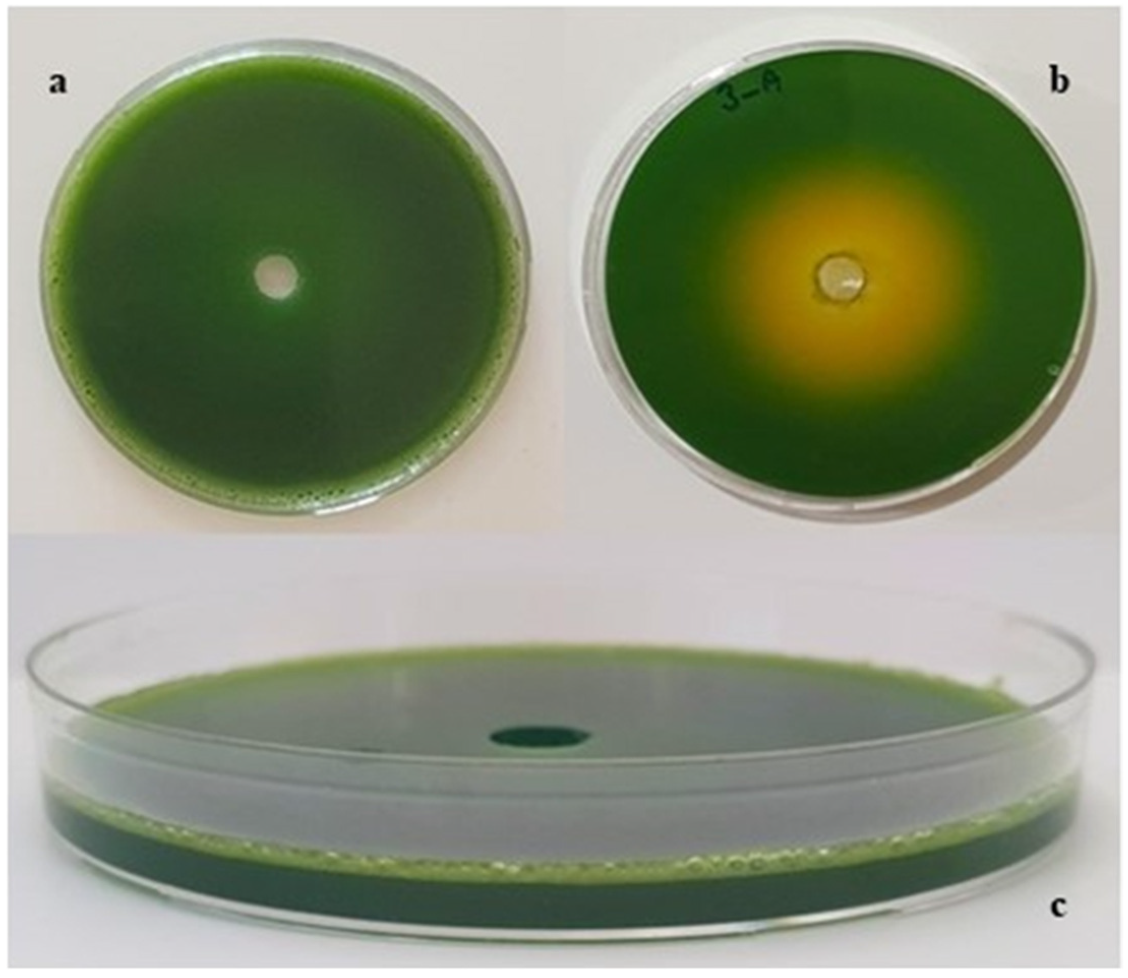 Fermentation 10 00374 g002