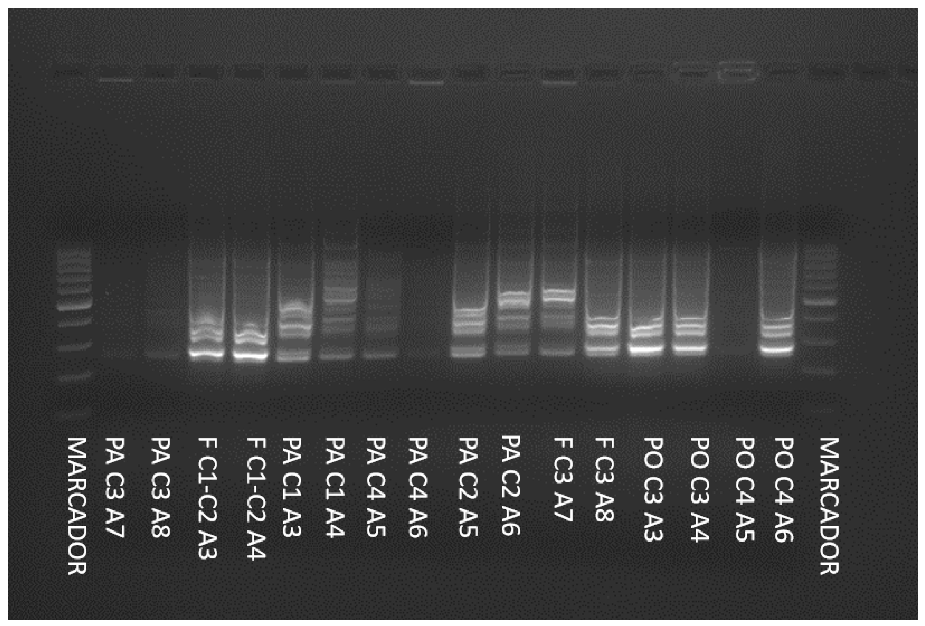 Fermentation 10 00389 g002