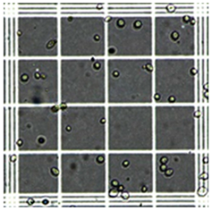 Fermentation 10 00415 i005