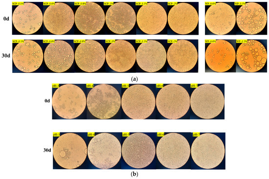 Optimizing the Extraction of Protein from Defatted Schizochytrium