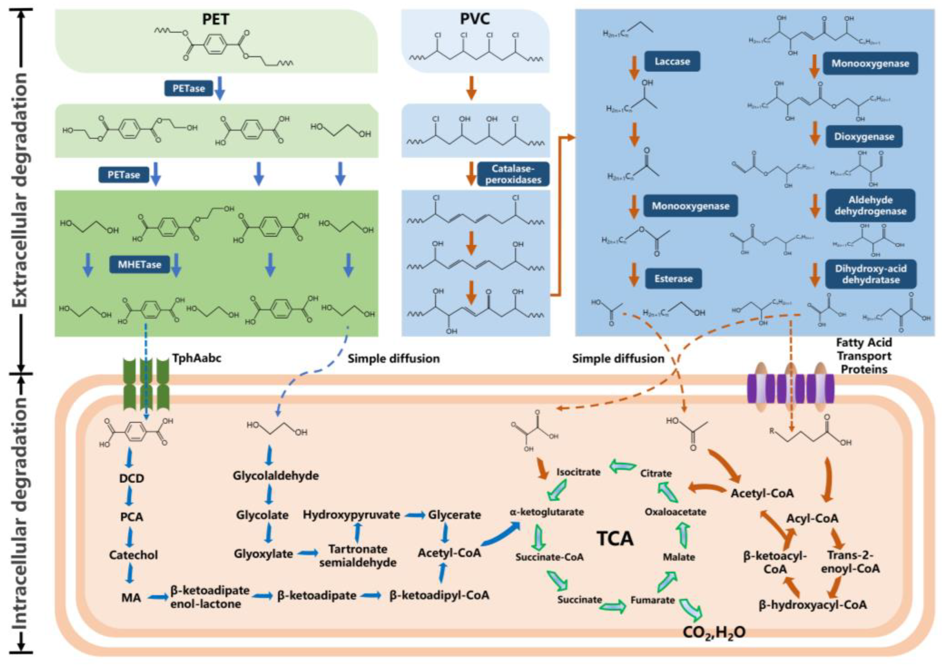 Fermentation 10 00441 g001