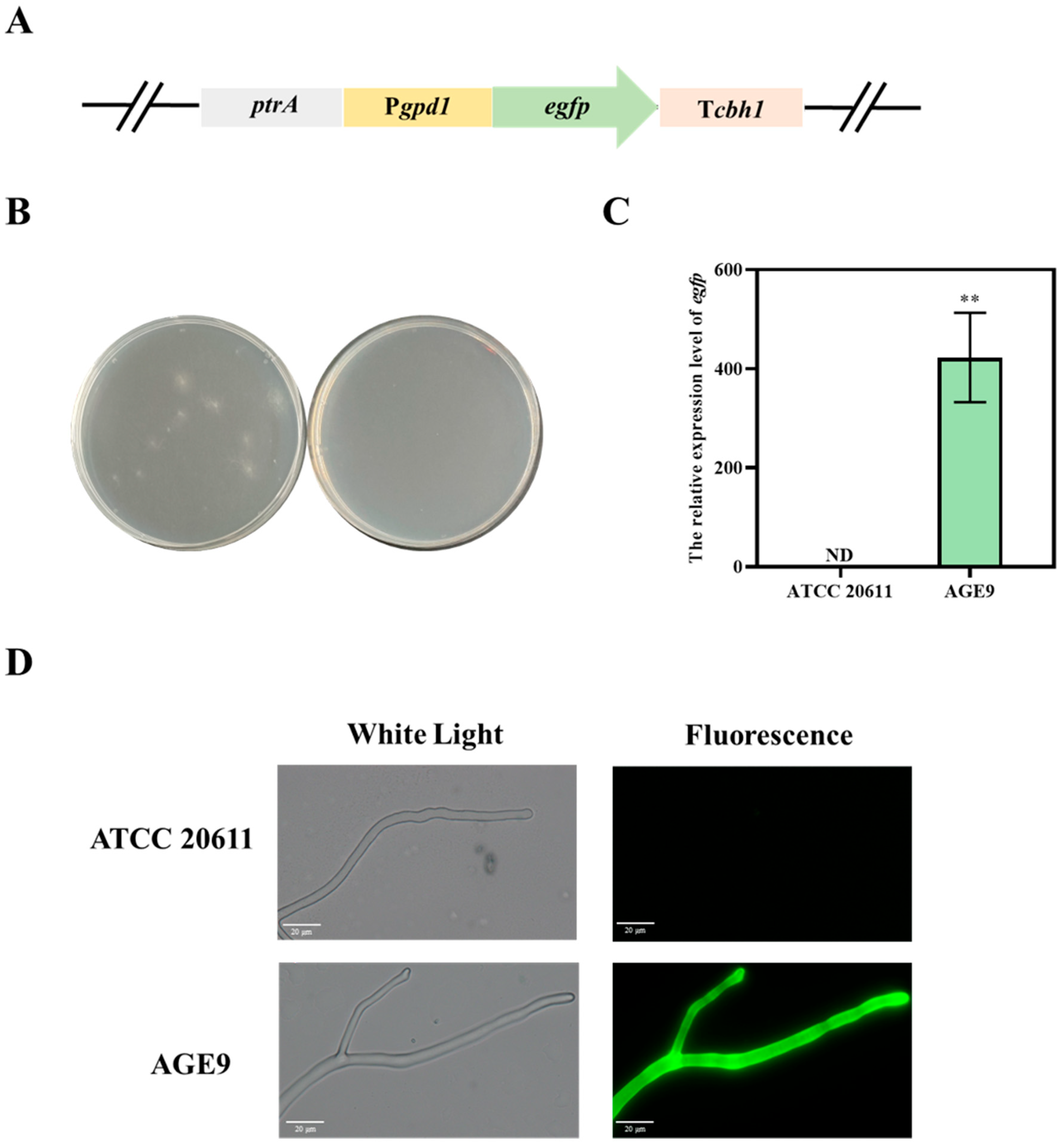 Fermentation 10 00461 g001