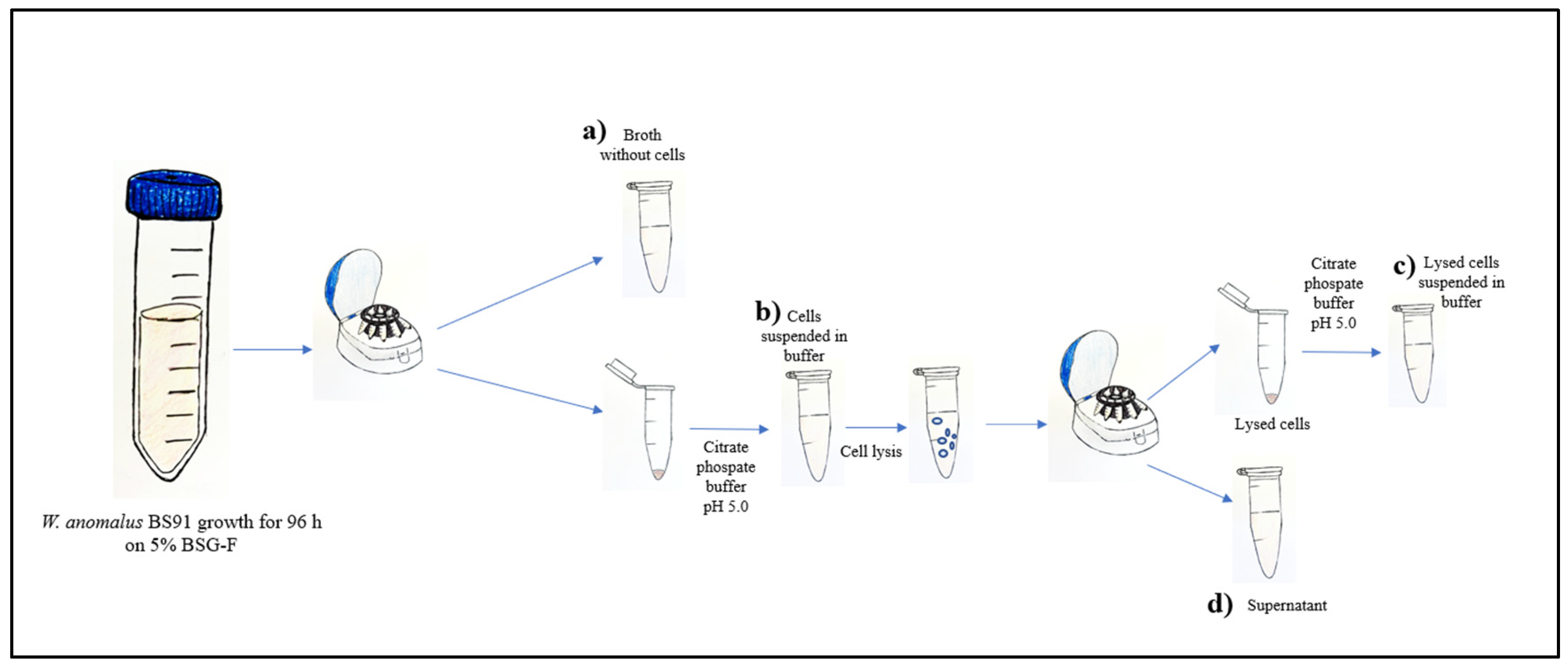 Fermentation 10 00472 g001