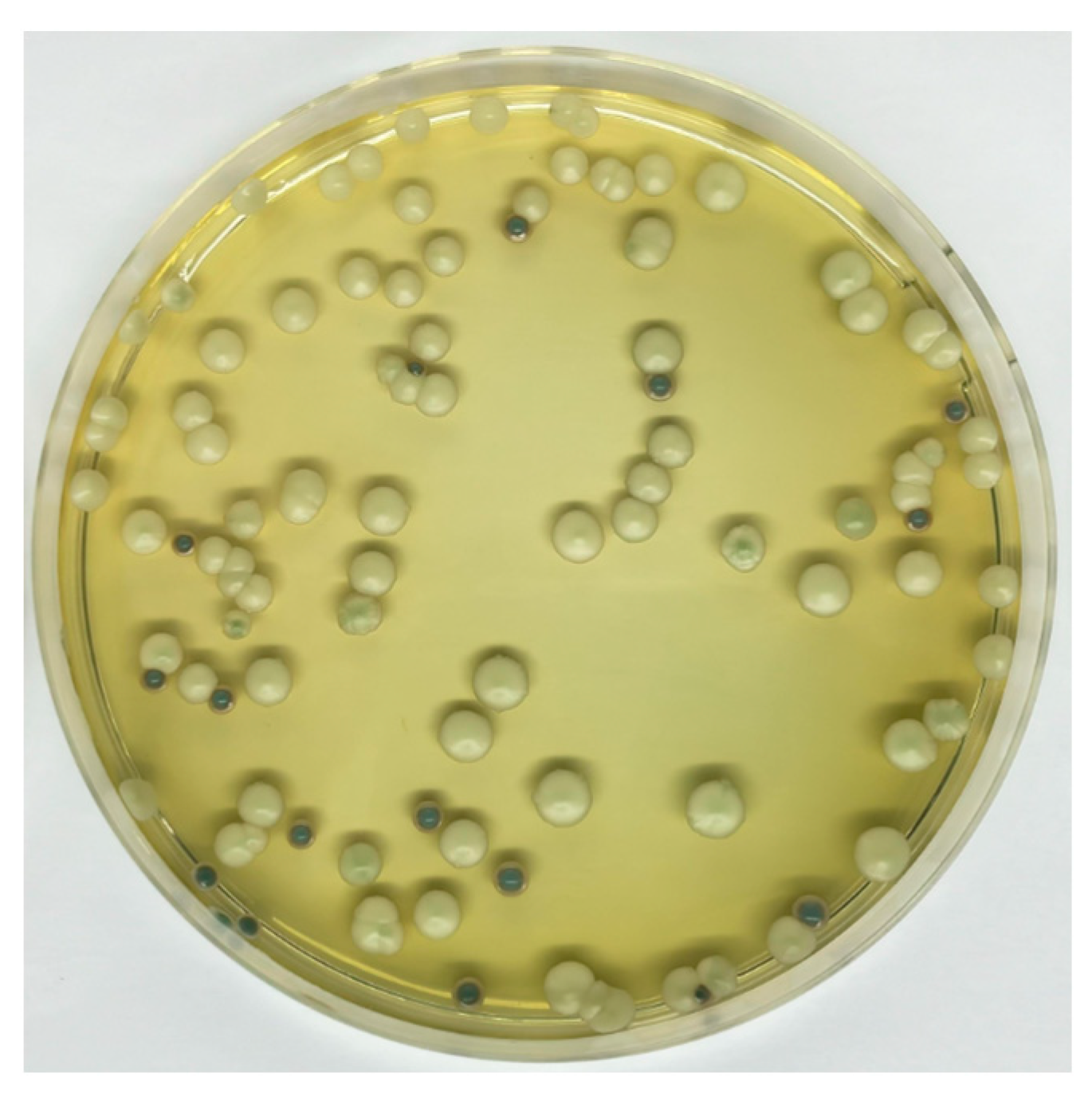 Fermentation 10 00513 g004